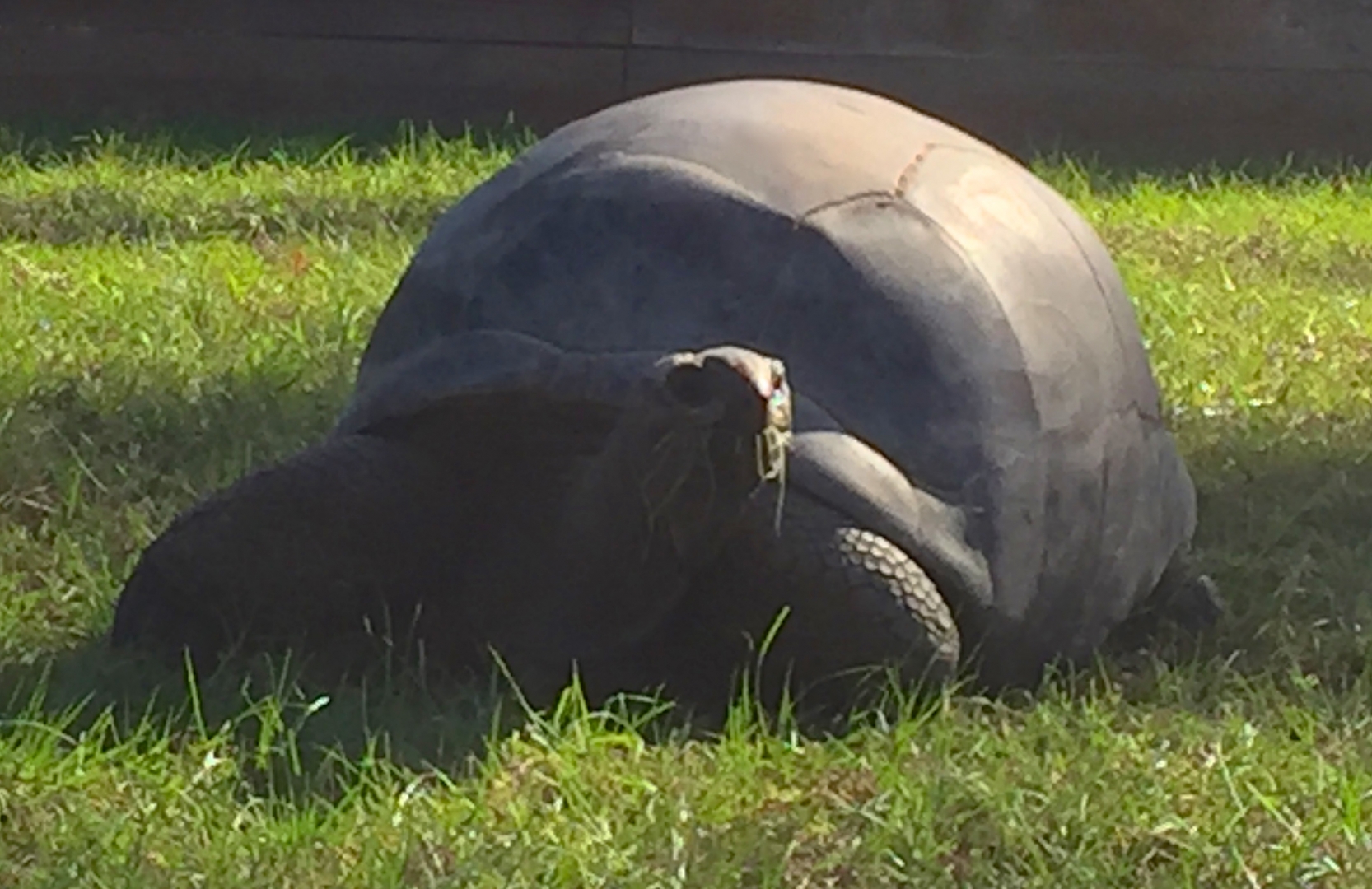 Aldabra Breeders