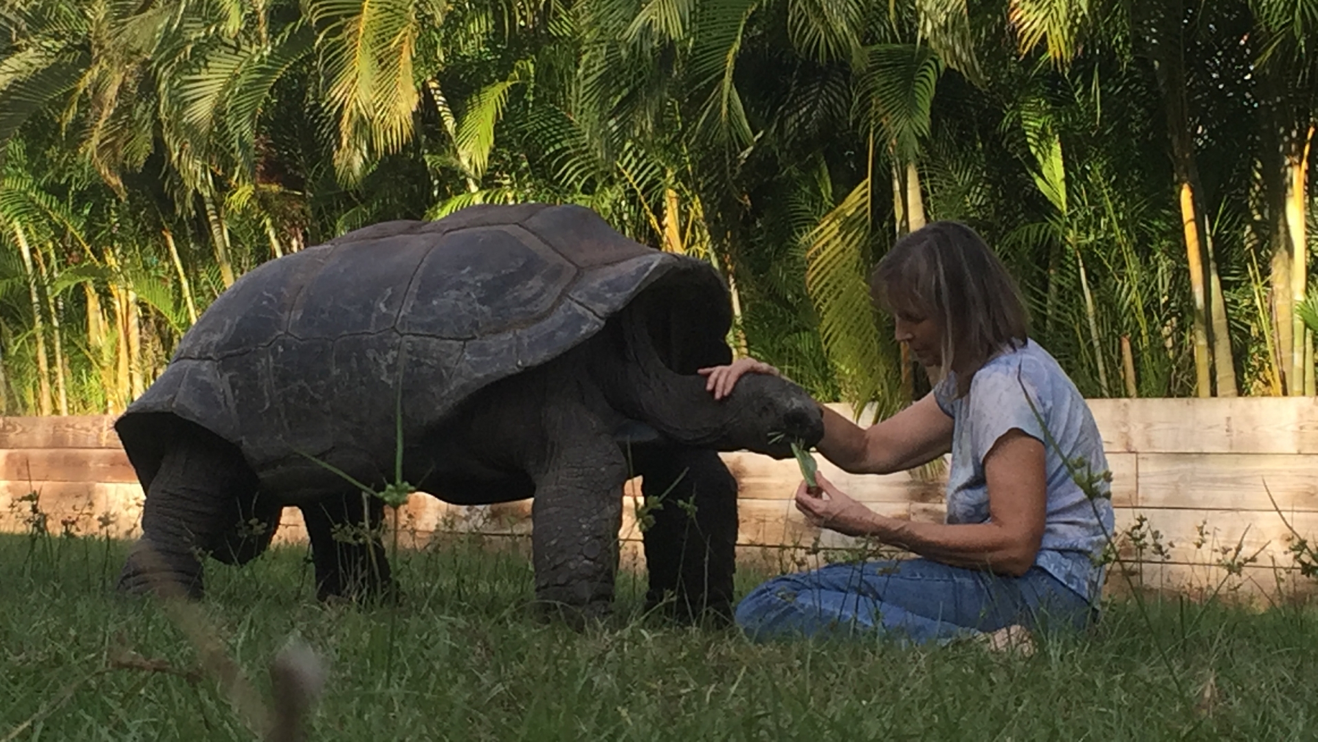 Aldabra Breeders