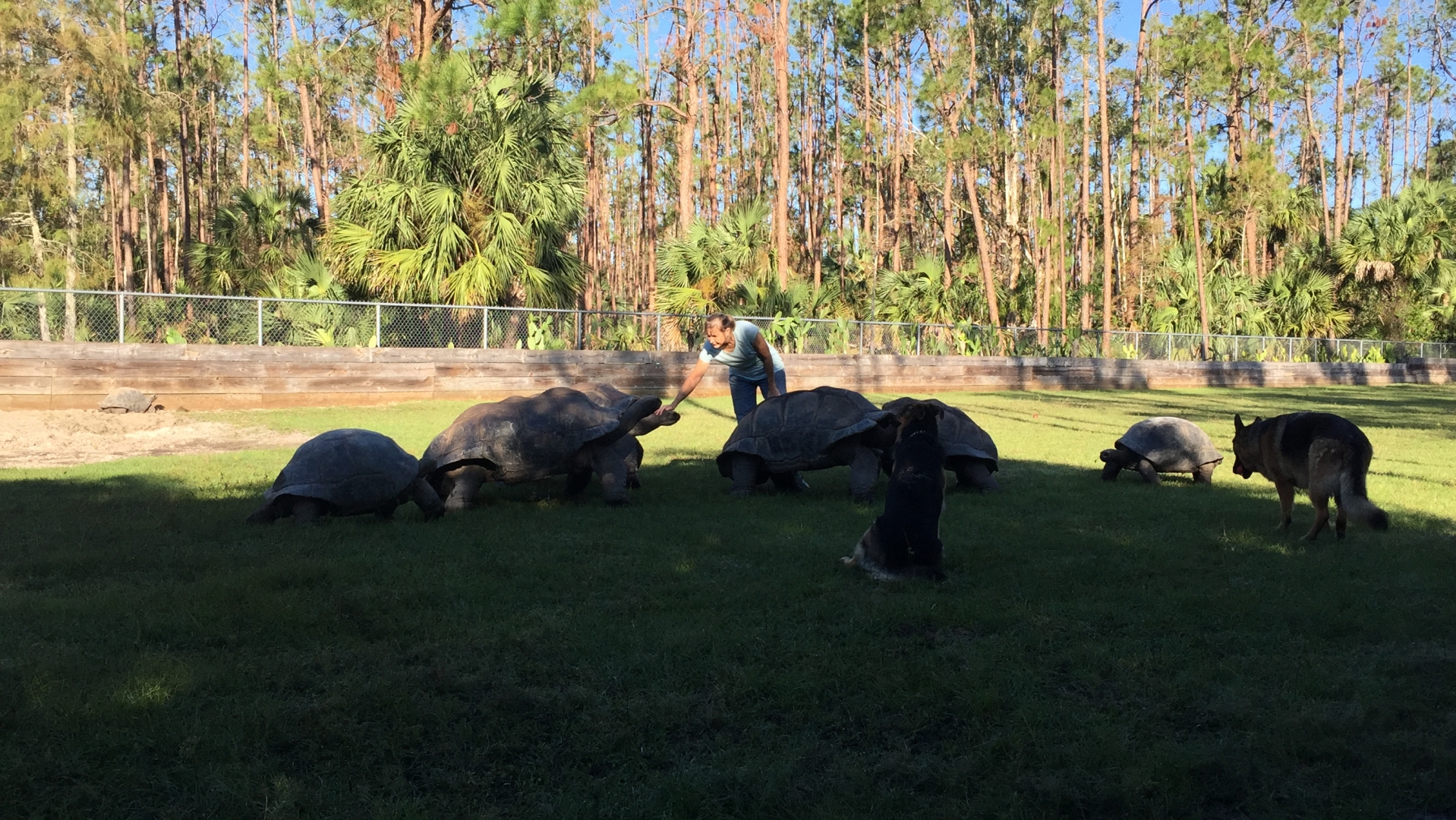 Aldabra Breeders