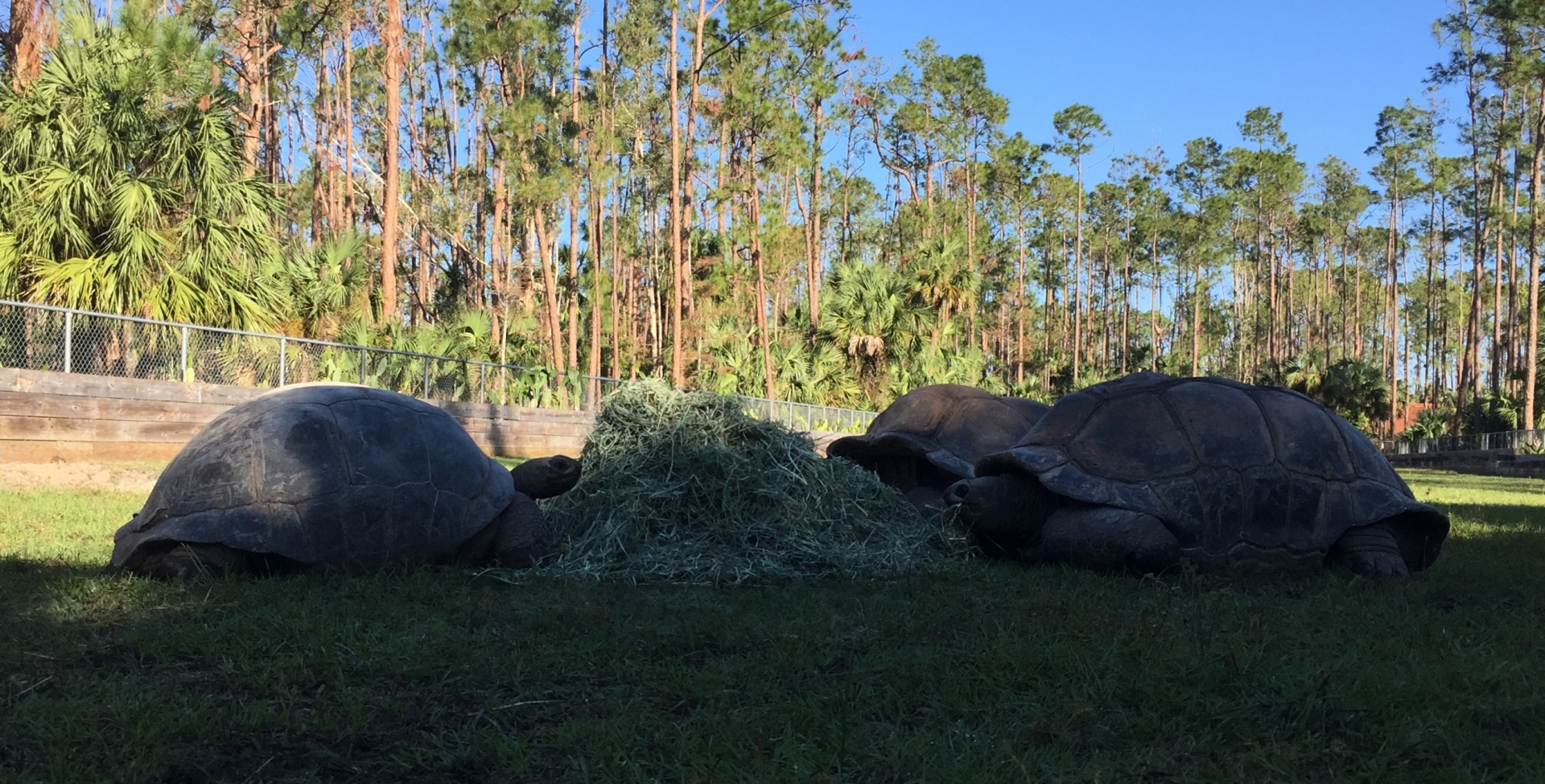 Aldabra Breeders