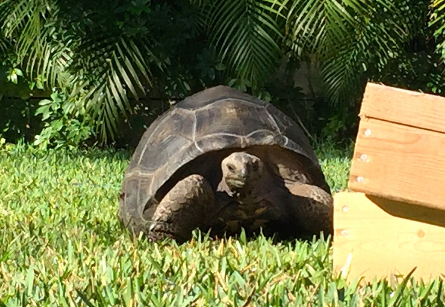 Aldabra Breeders