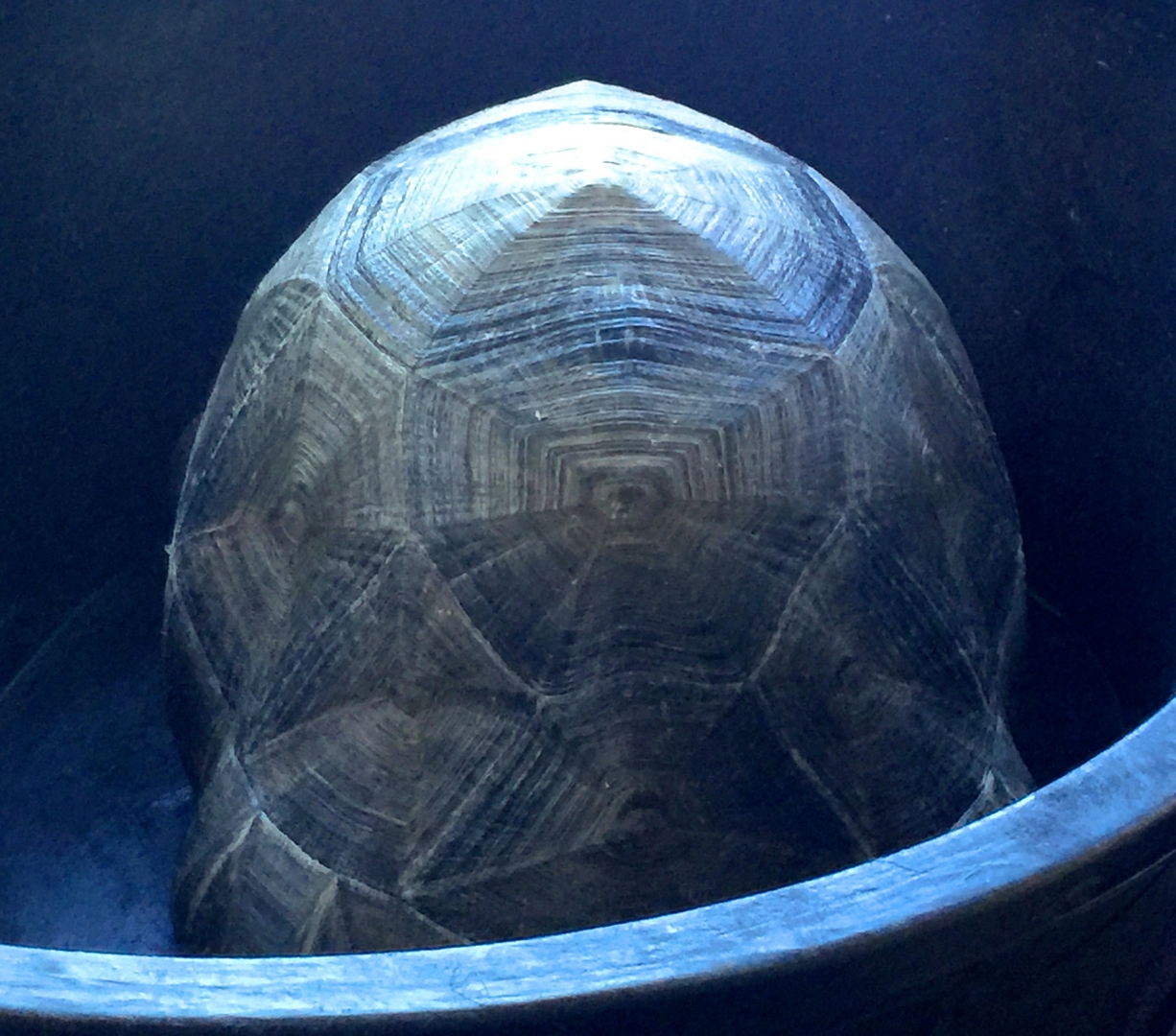 Aldabra Breeders