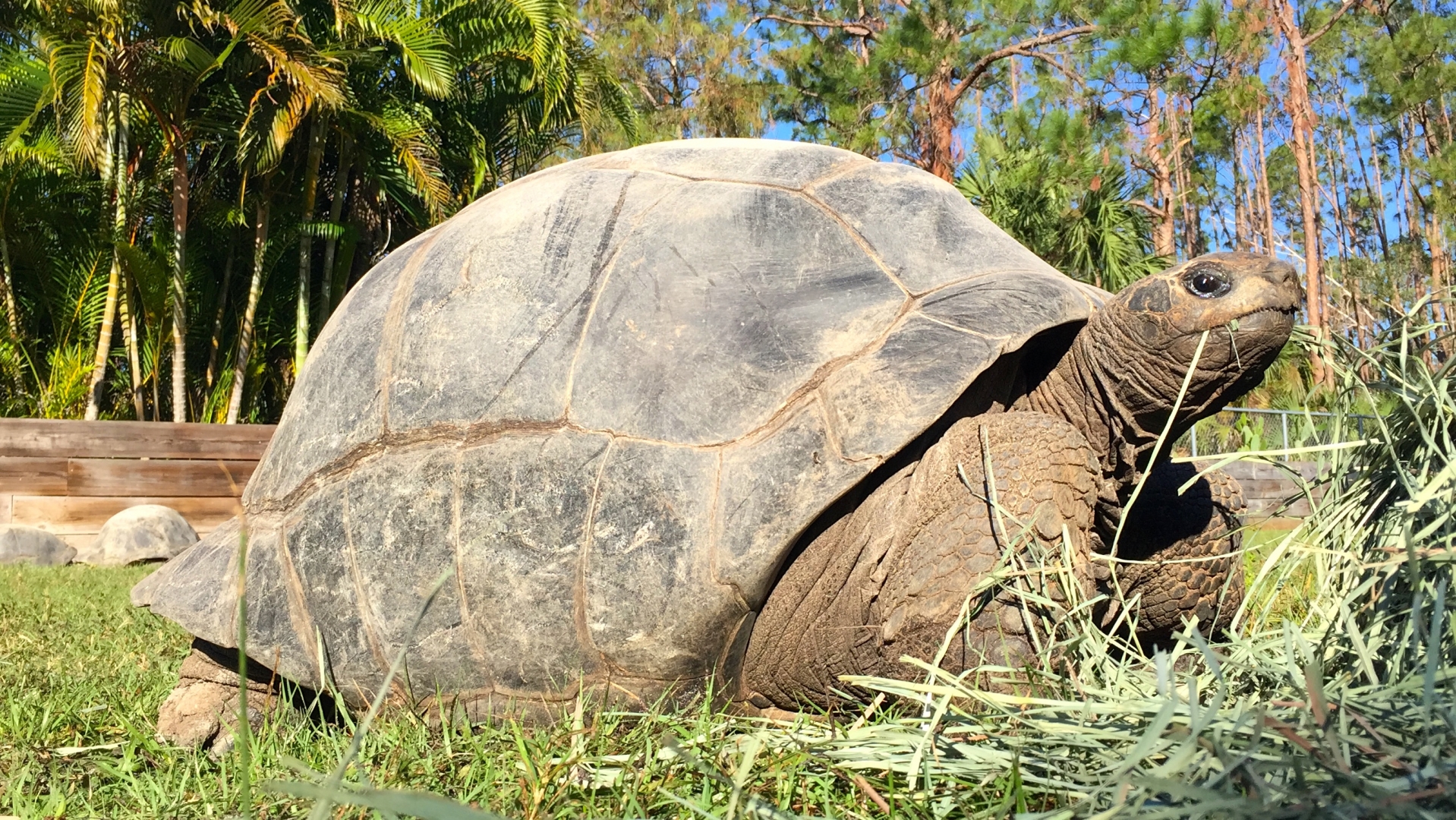 Aldabra Breeders