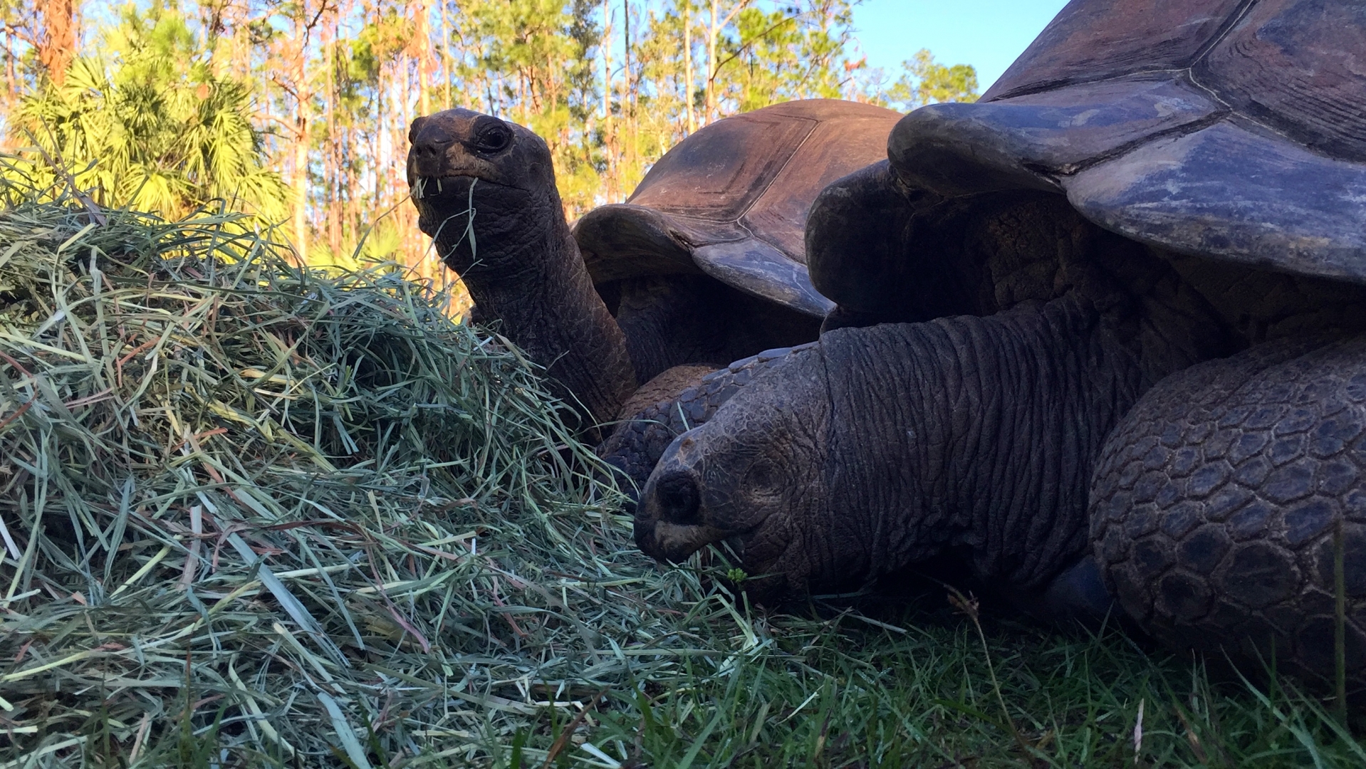 Aldabra Breeders