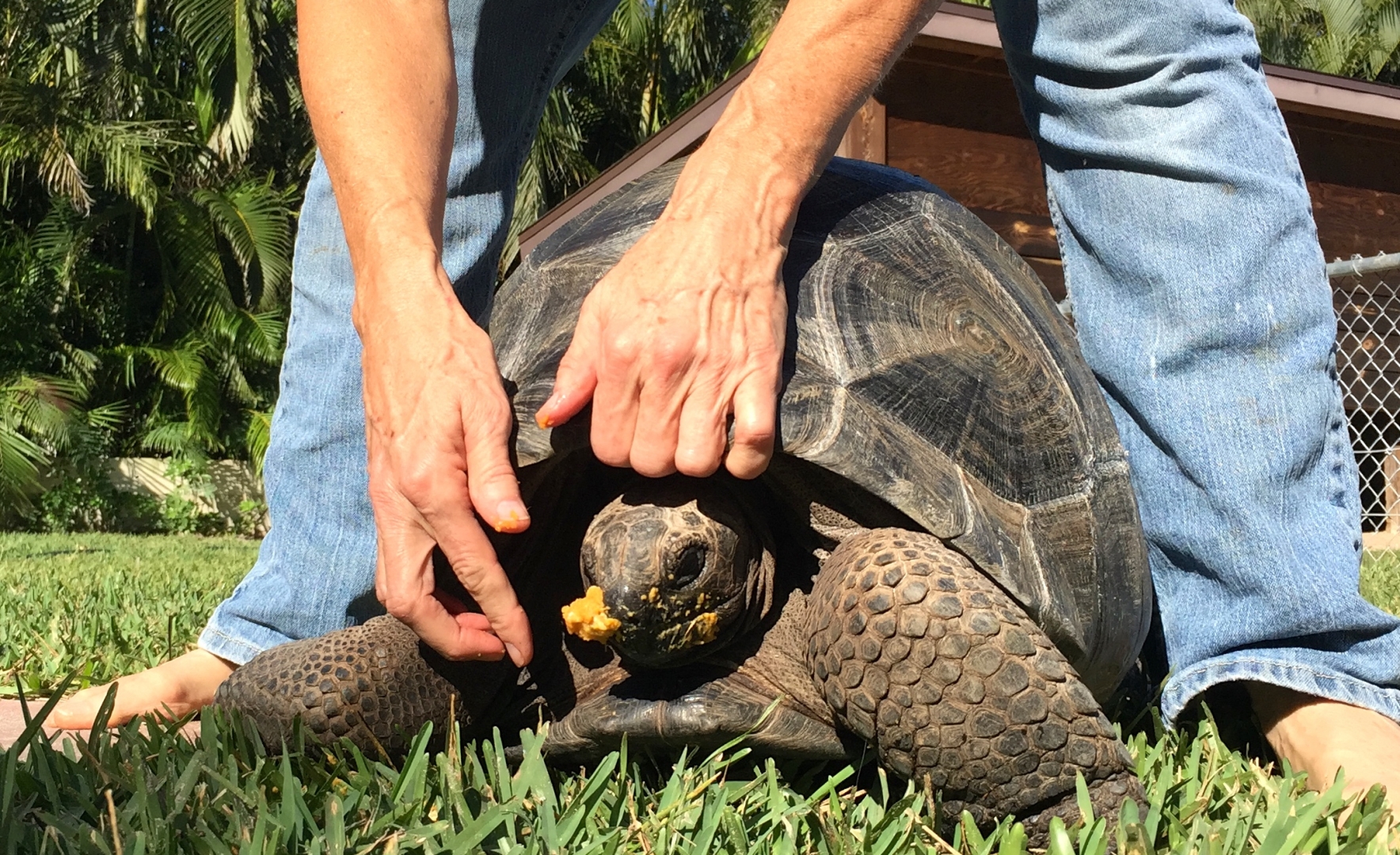 Aldabra Breeders