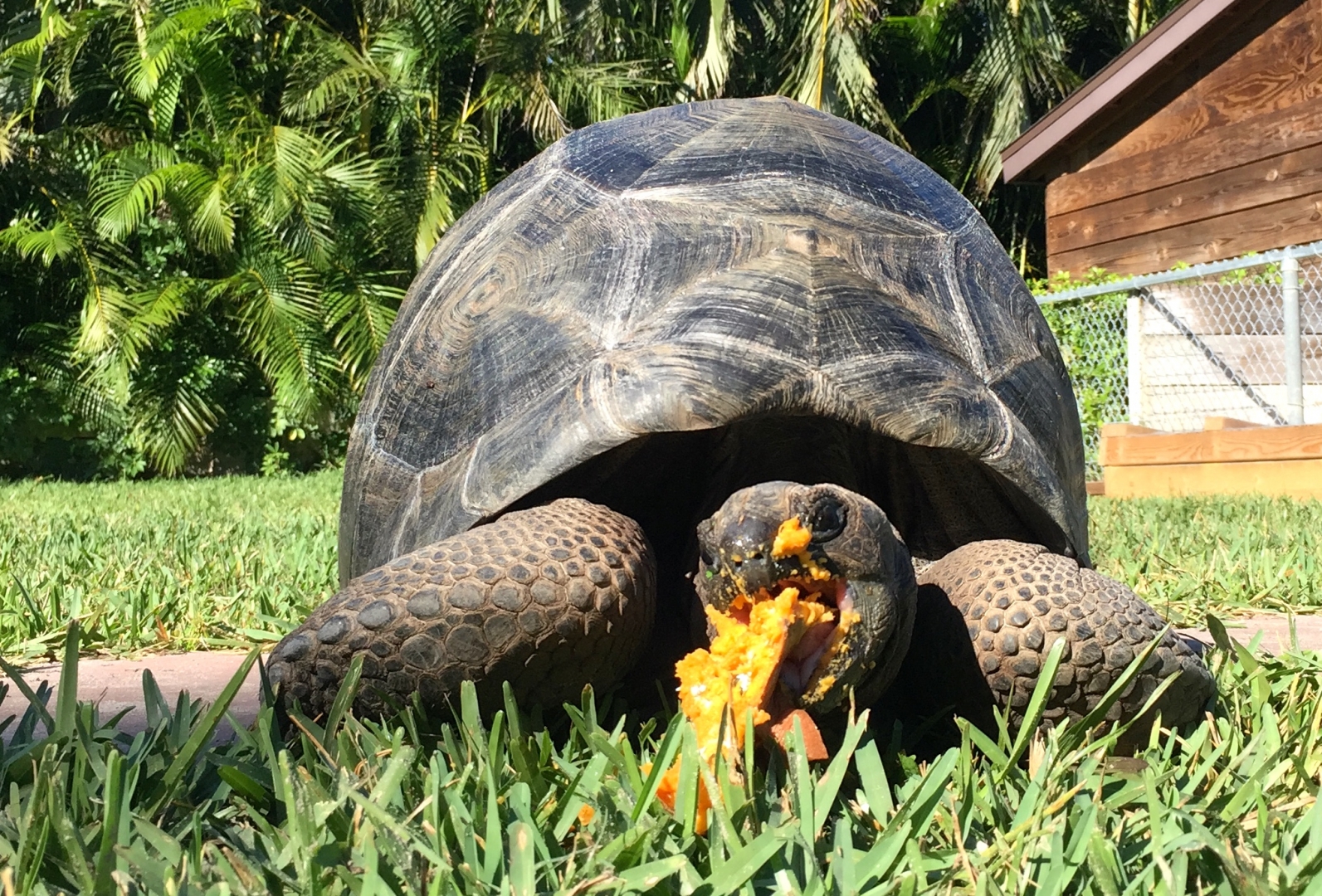Aldabra Breeders