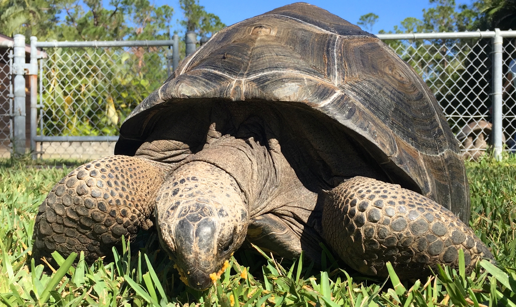 Aldabra Breeders