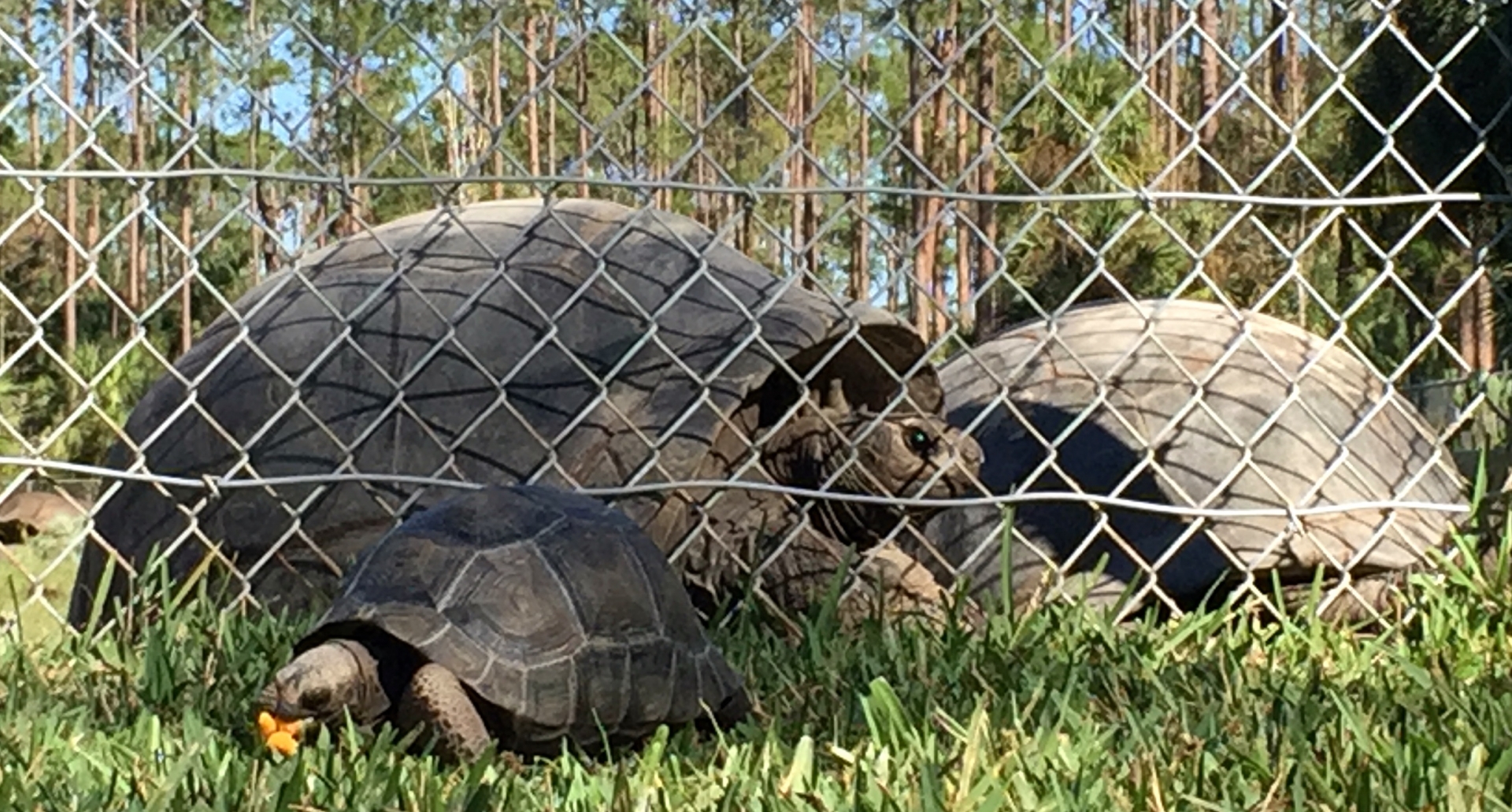 Aldabra Breeders