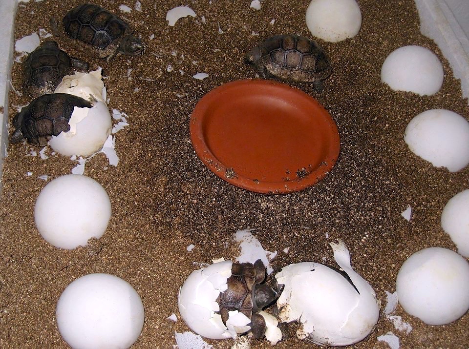 Aldabra Breeders