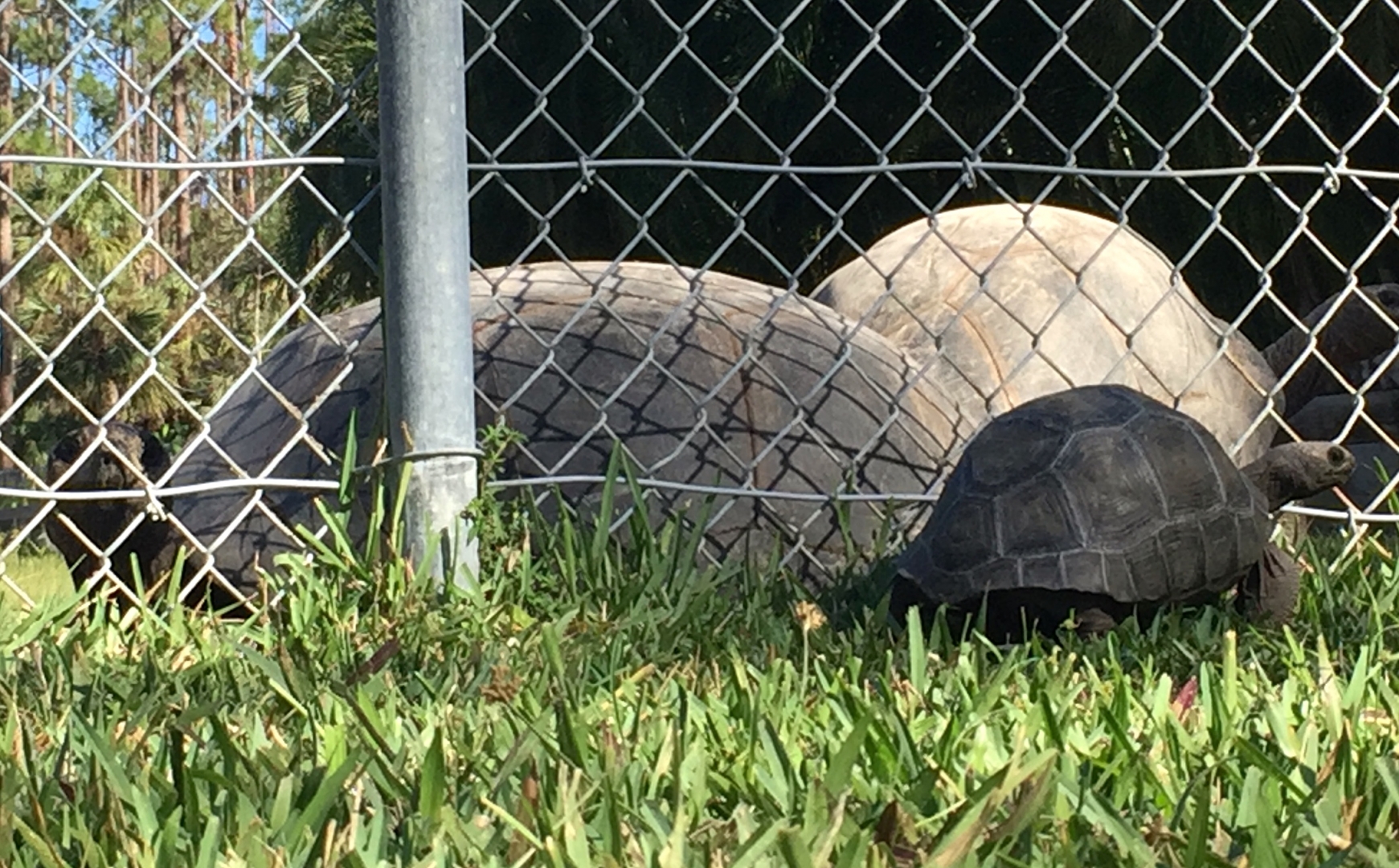 Aldabra Breeders