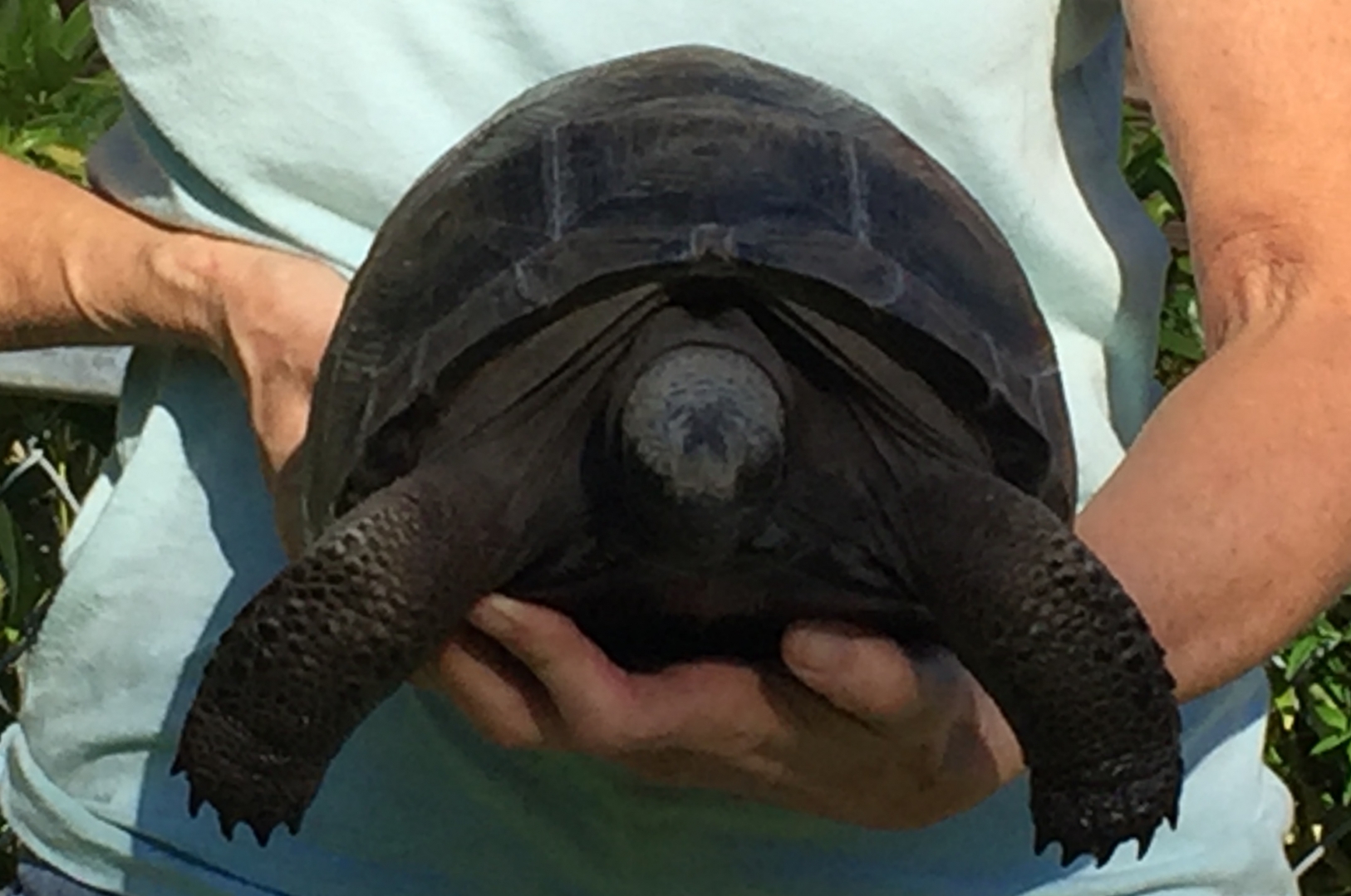 Aldabra Breeders