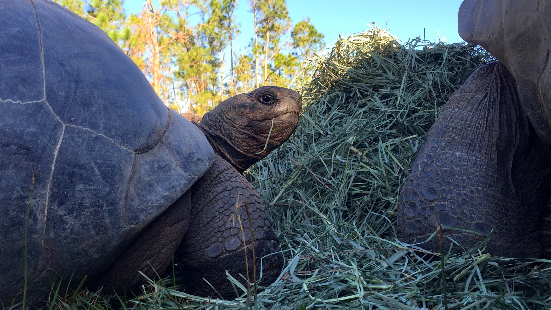 Aldabra Breeders