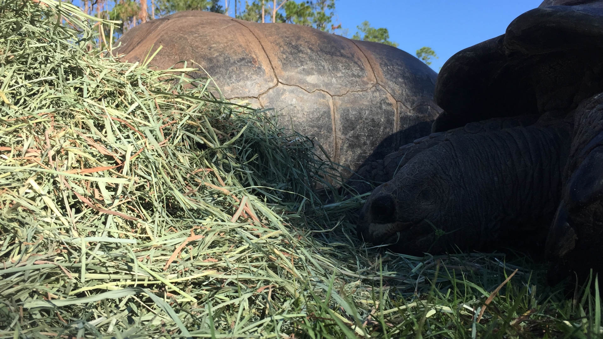 Aldabra Breeders