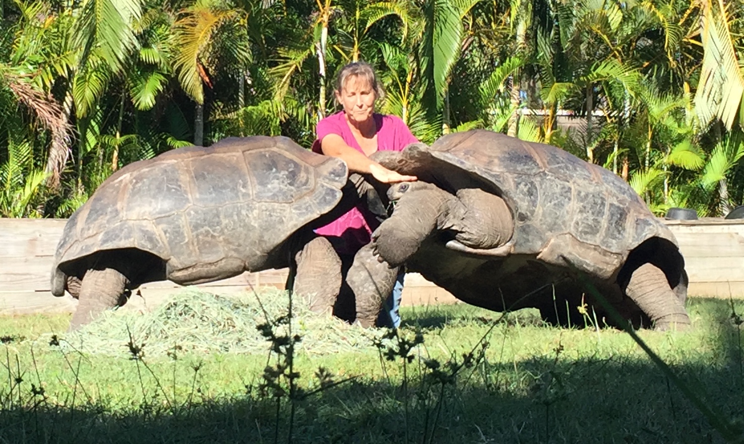 Aldabra Breeders