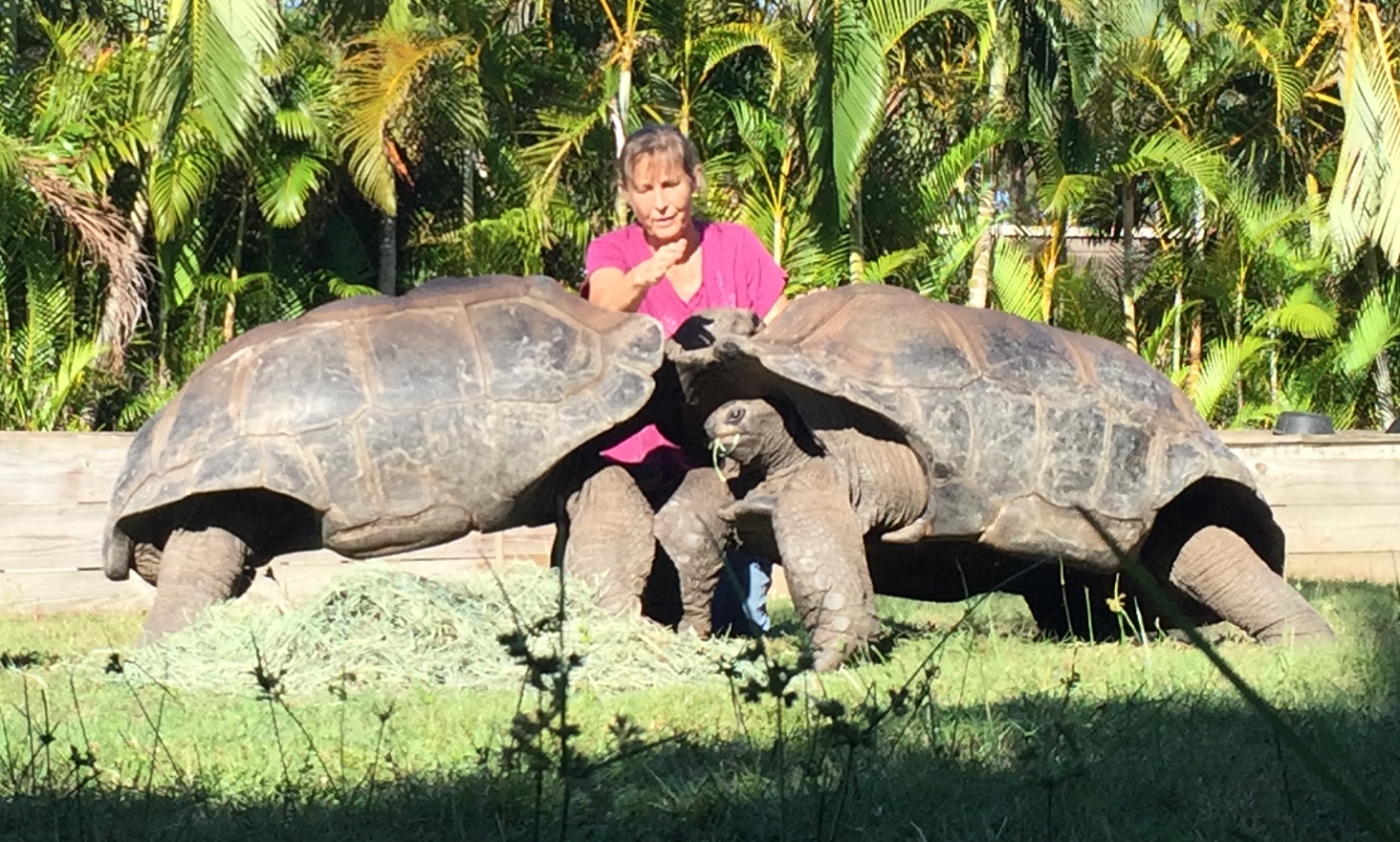Aldabra Breeders