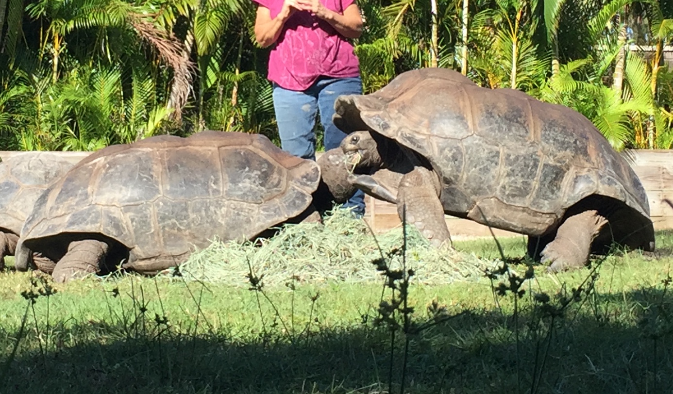 Aldabra Breeders