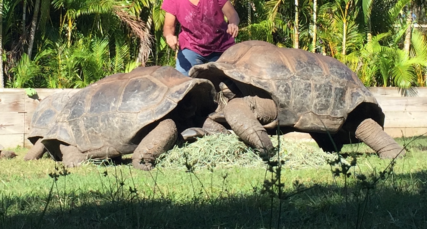 Aldabra Breeders
