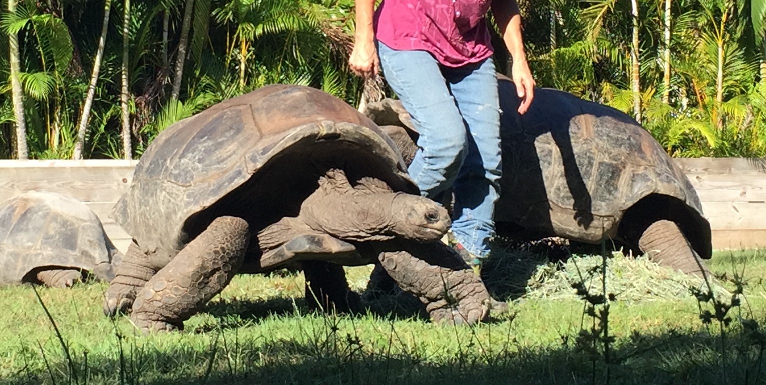 Aldabra Breeders