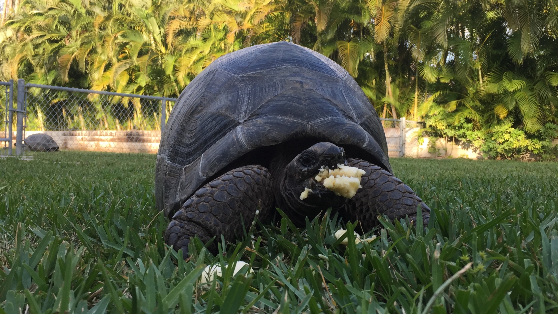 Aldabra Breeders