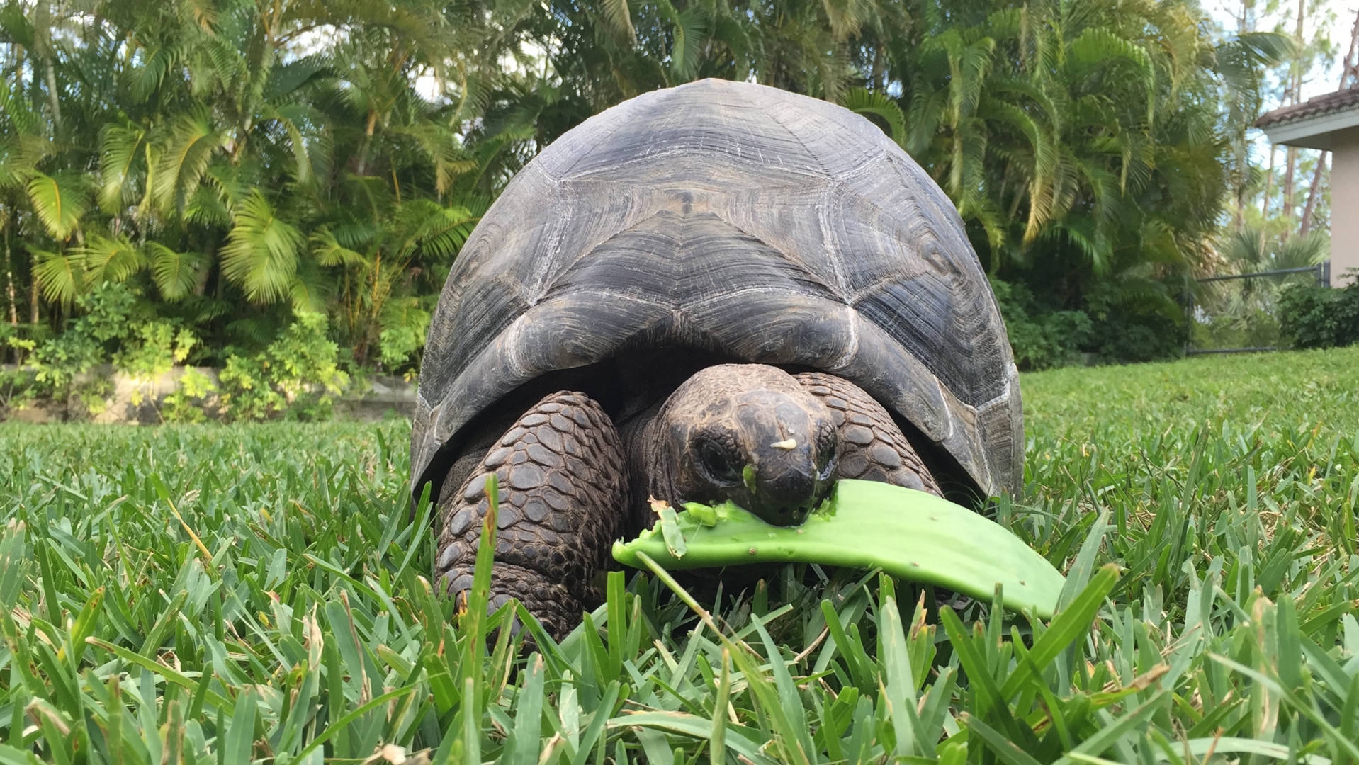 Aldabra Breeders