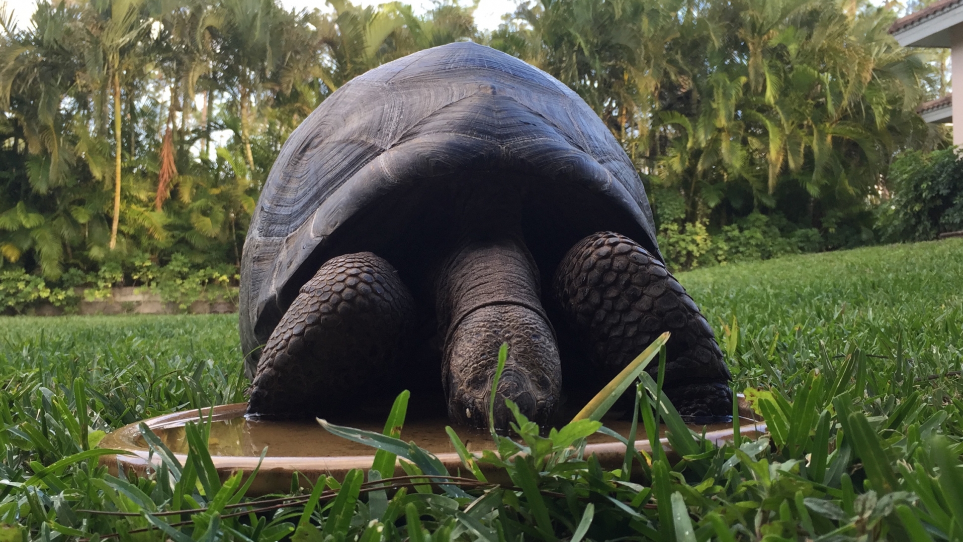 Aldabra Breeders