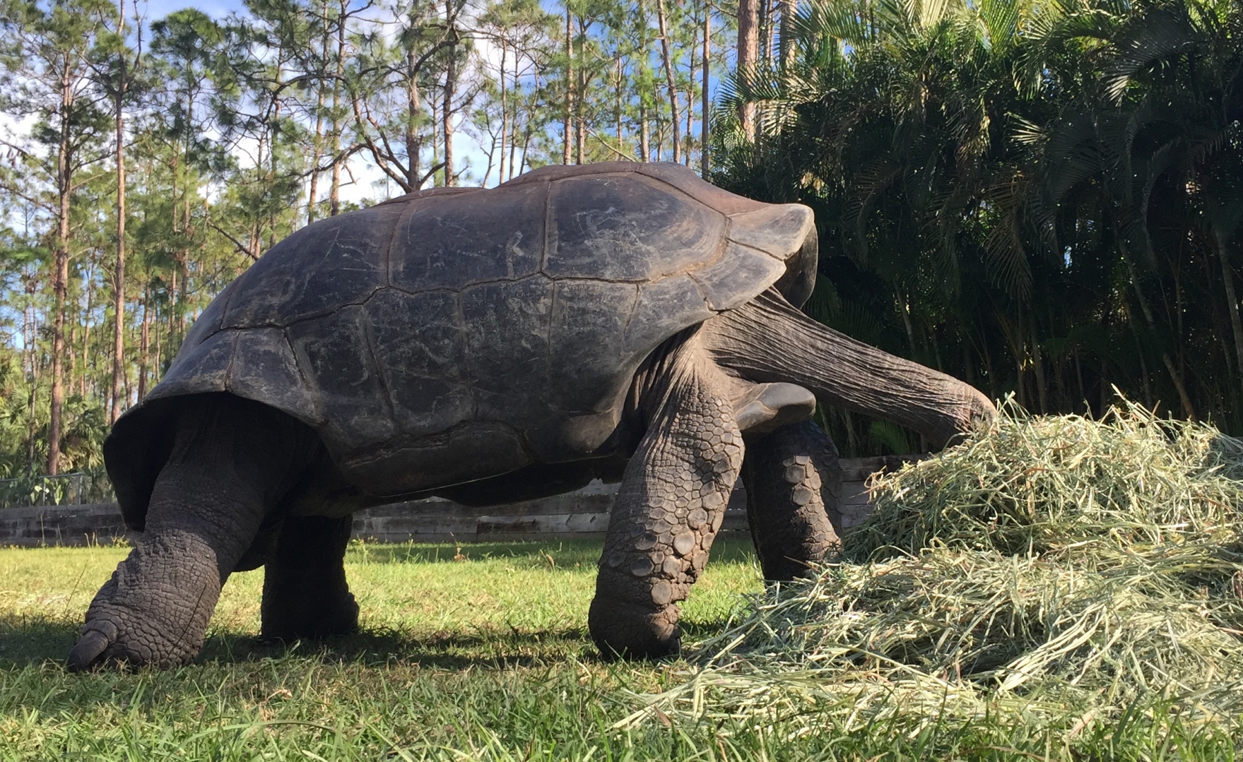 Aldabra Breeders