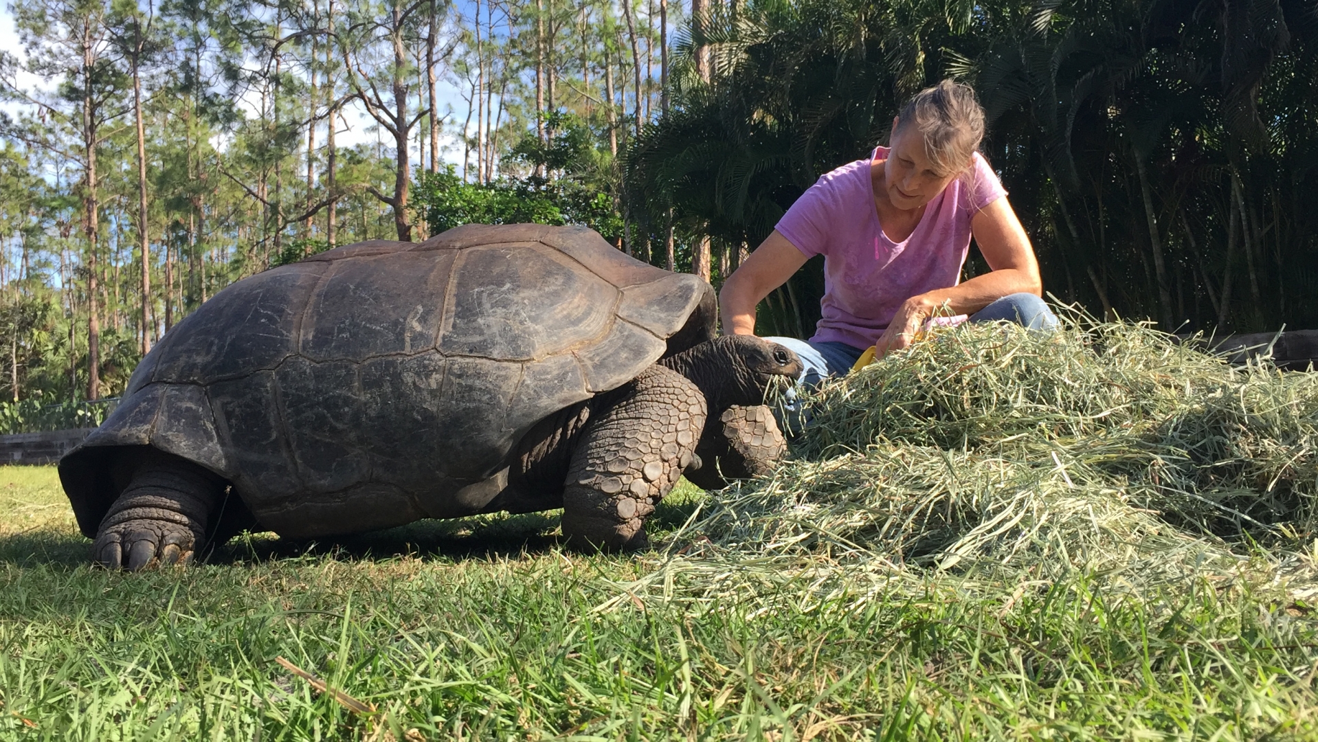 Aldabra Breeders