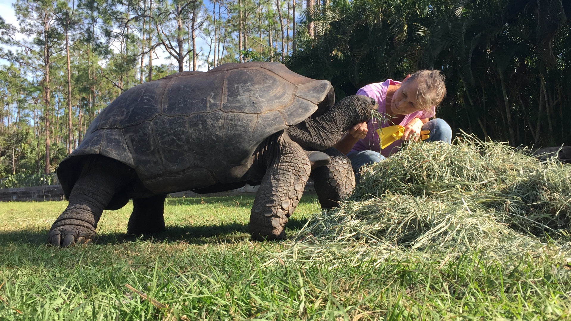 Aldabra Breeders