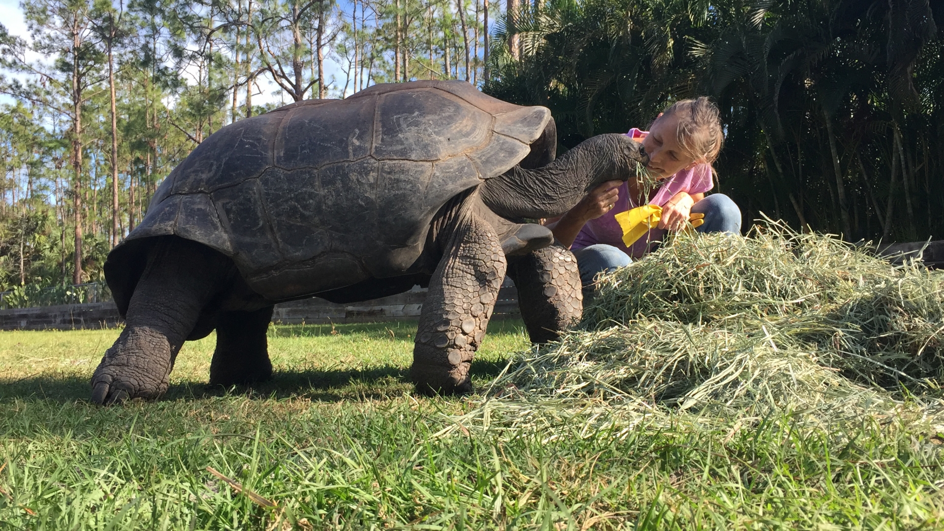 Aldabra Breeders
