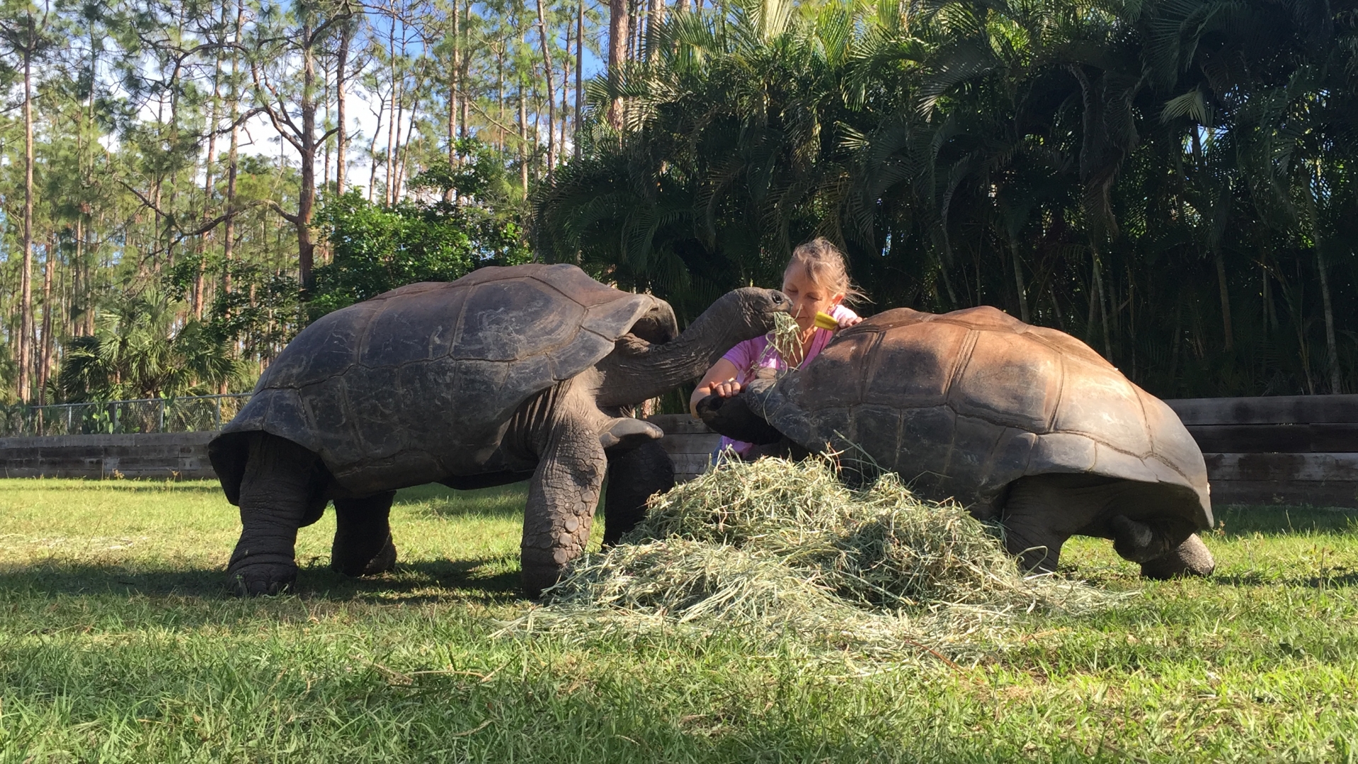Aldabra Breeders
