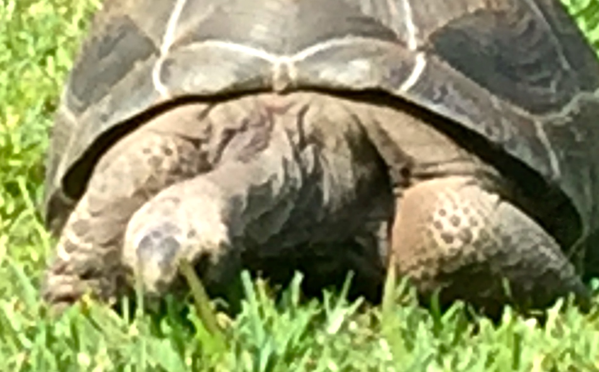 Aldabra Breeders