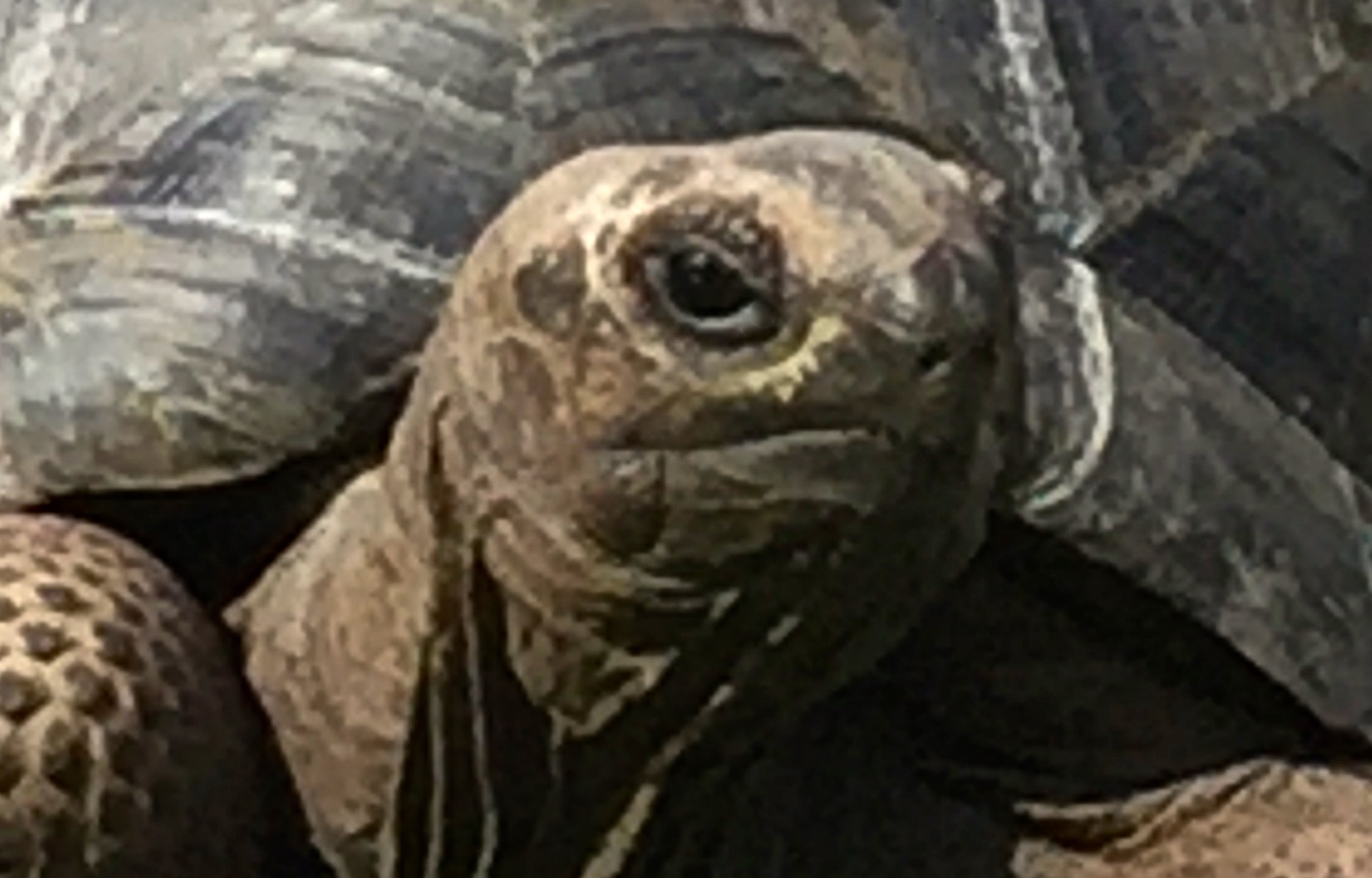 Aldabra Breeders