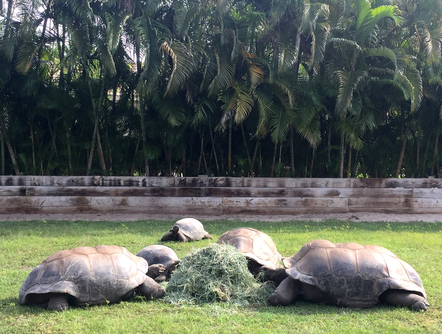 Aldabra Breeders