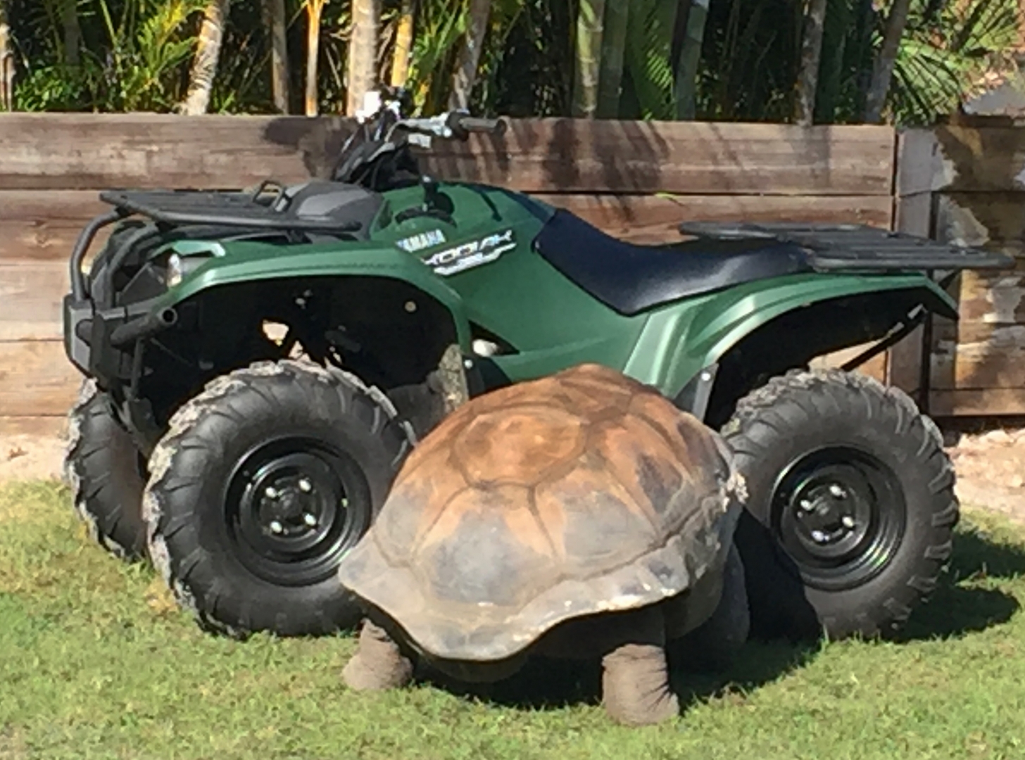 Aldabra Breeders