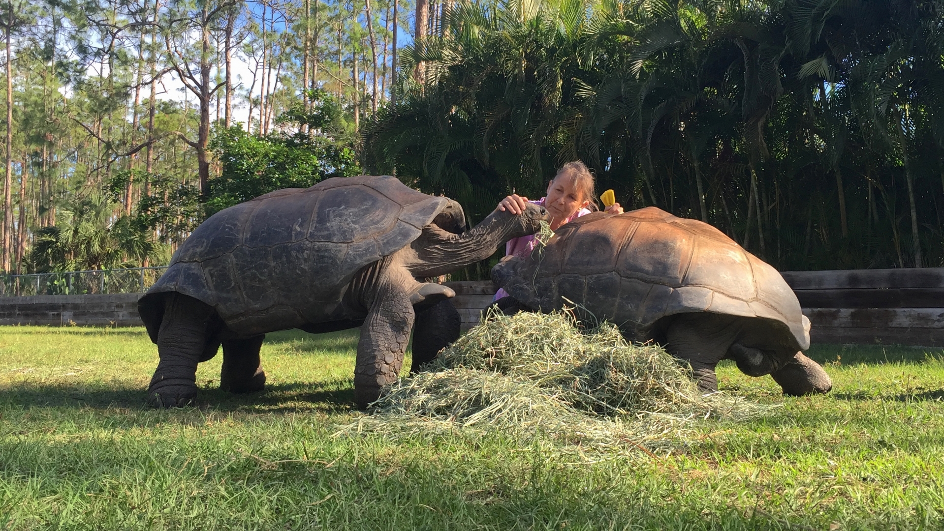 Aldabra Breeders