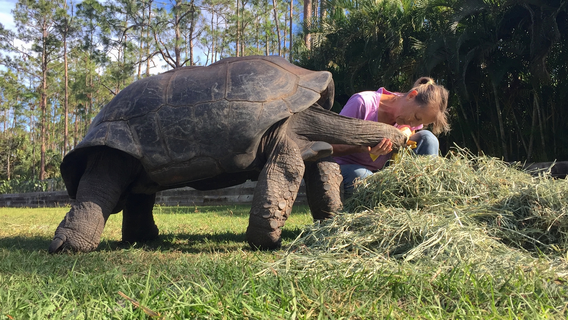 Aldabra Breeders