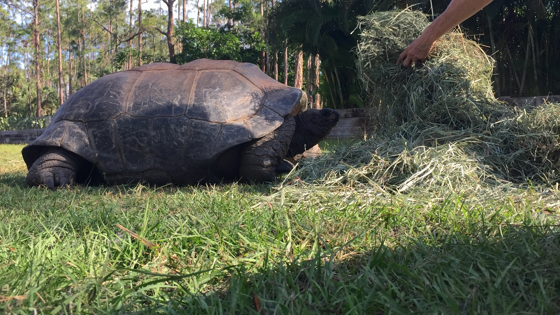 Aldabra Breeders