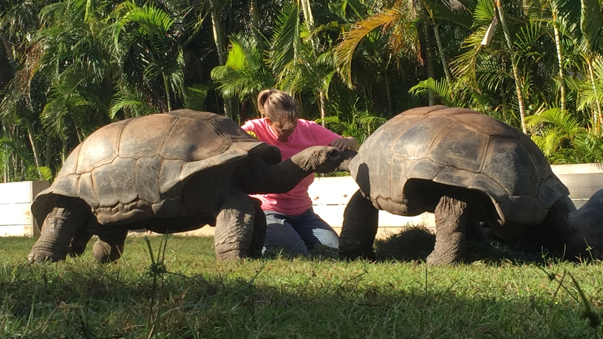 Aldabra Breeders