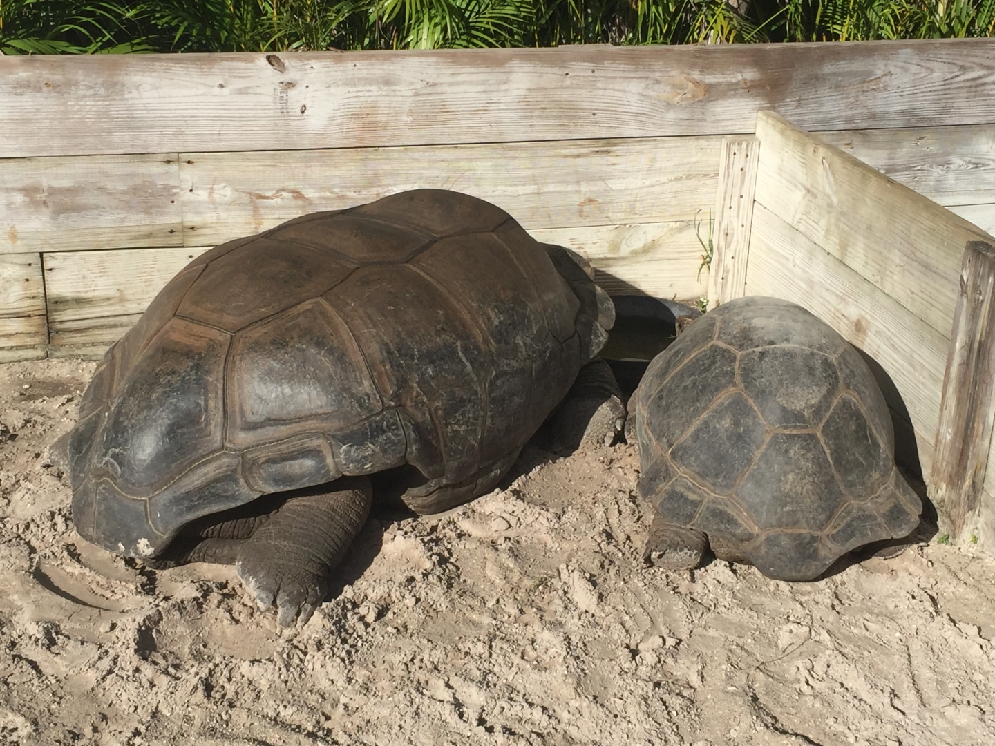 Aldabra Breeders