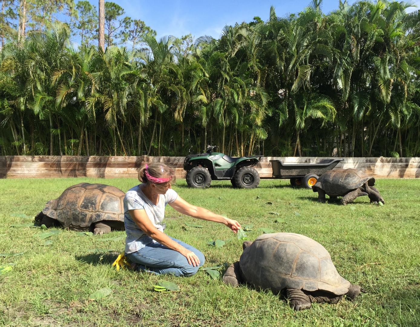 Aldabra Breeders