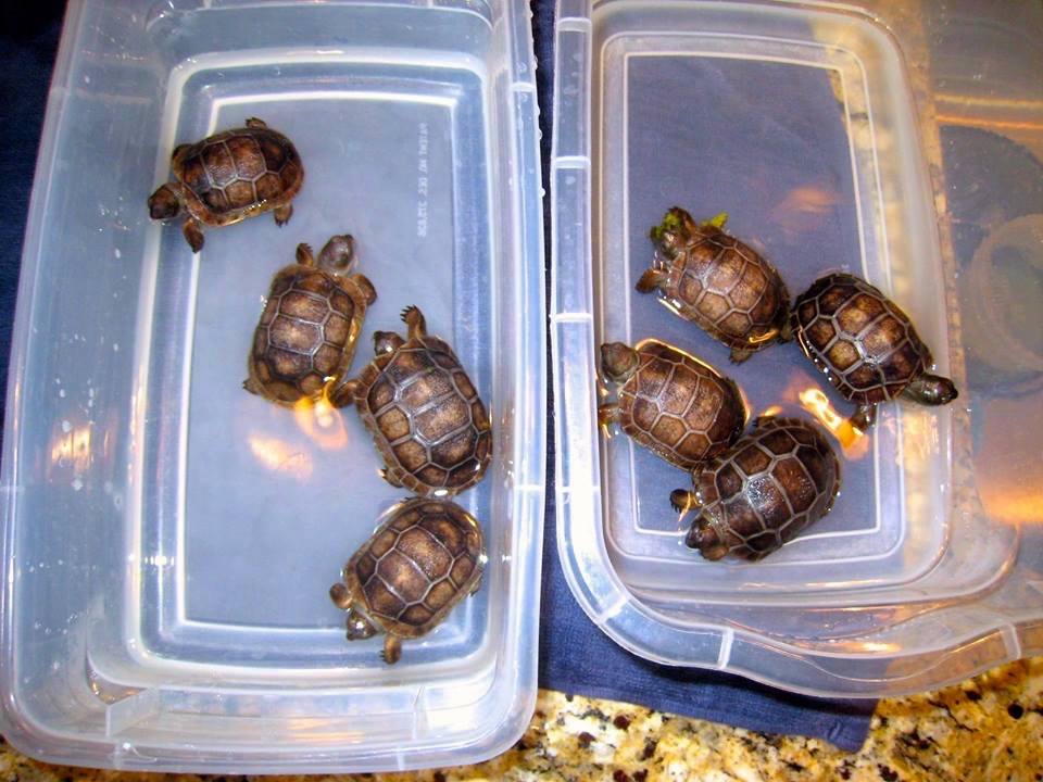 Aldabra Breeders