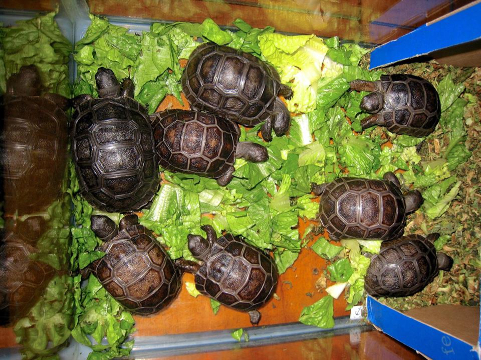 Aldabra Breeders