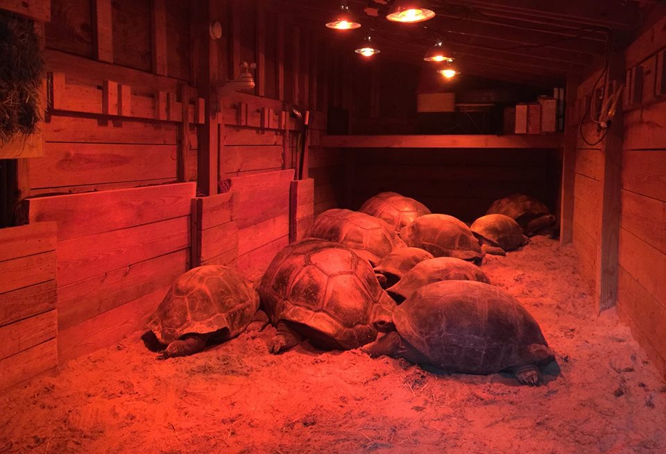 Aldabra Breeders
