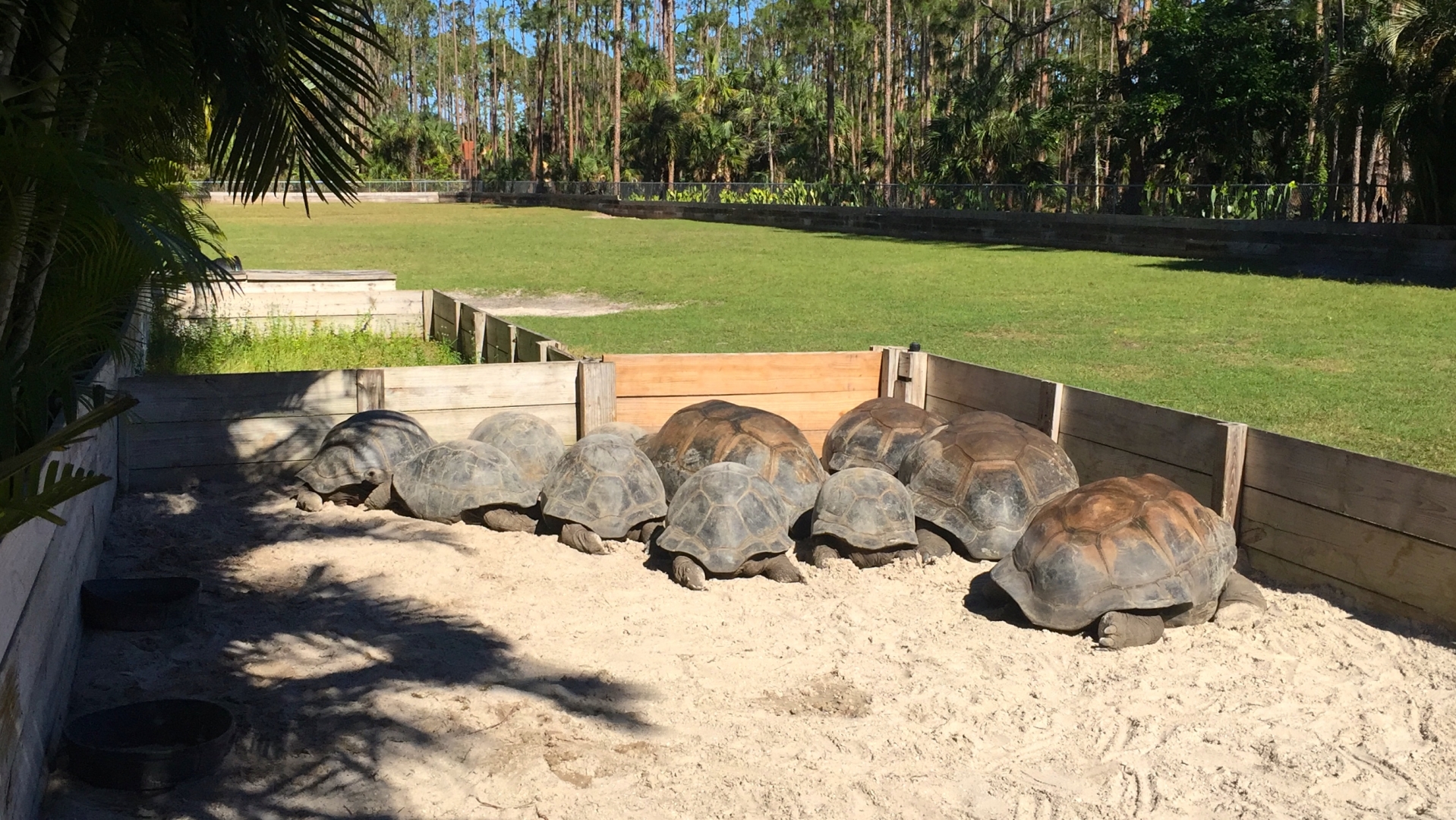 Aldabra Breeders