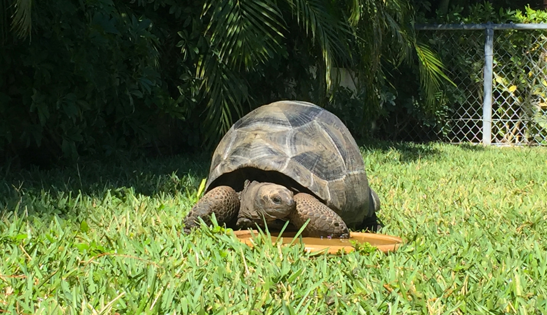 Aldabra Breeders