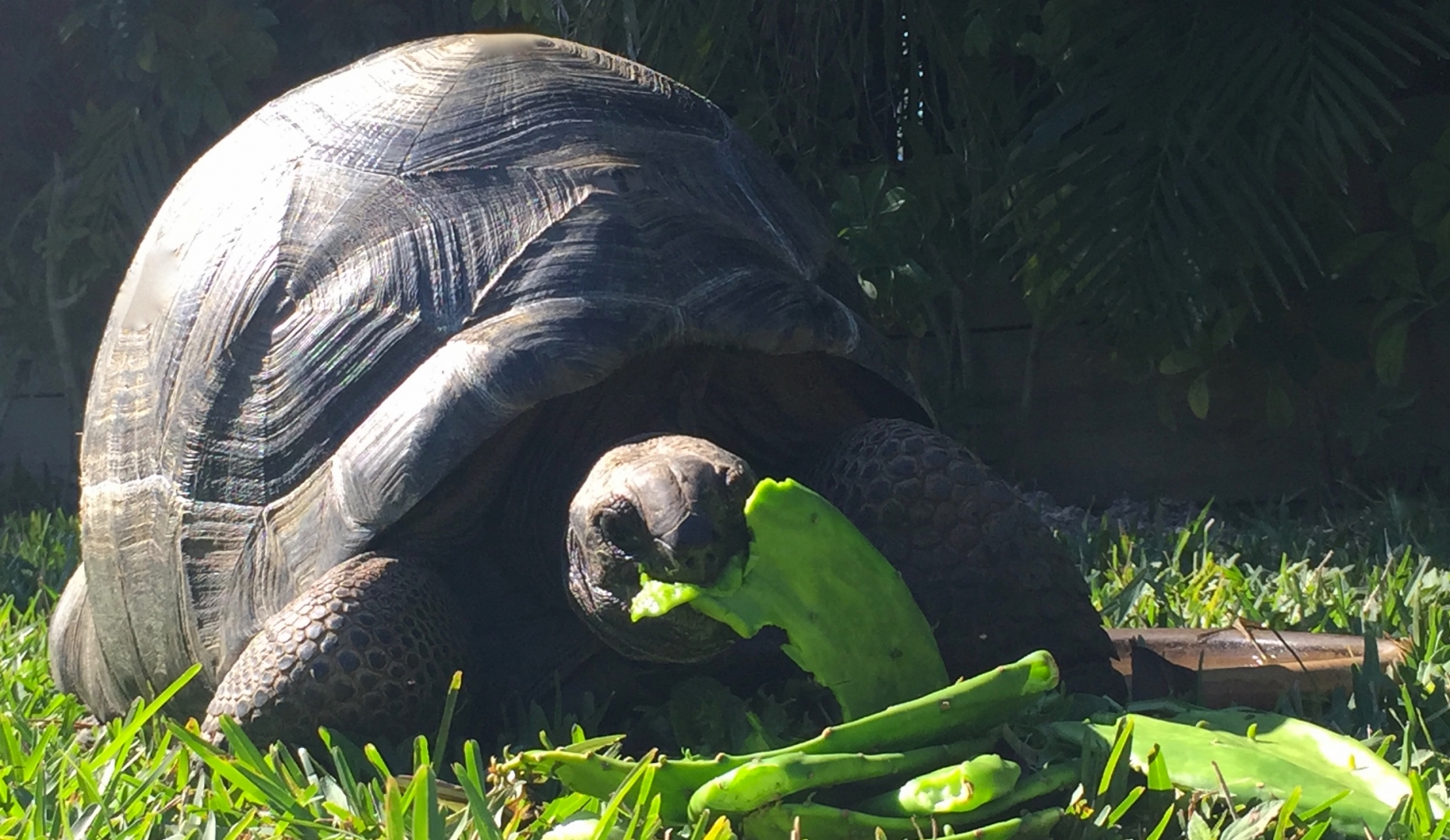 Aldabra Breeders