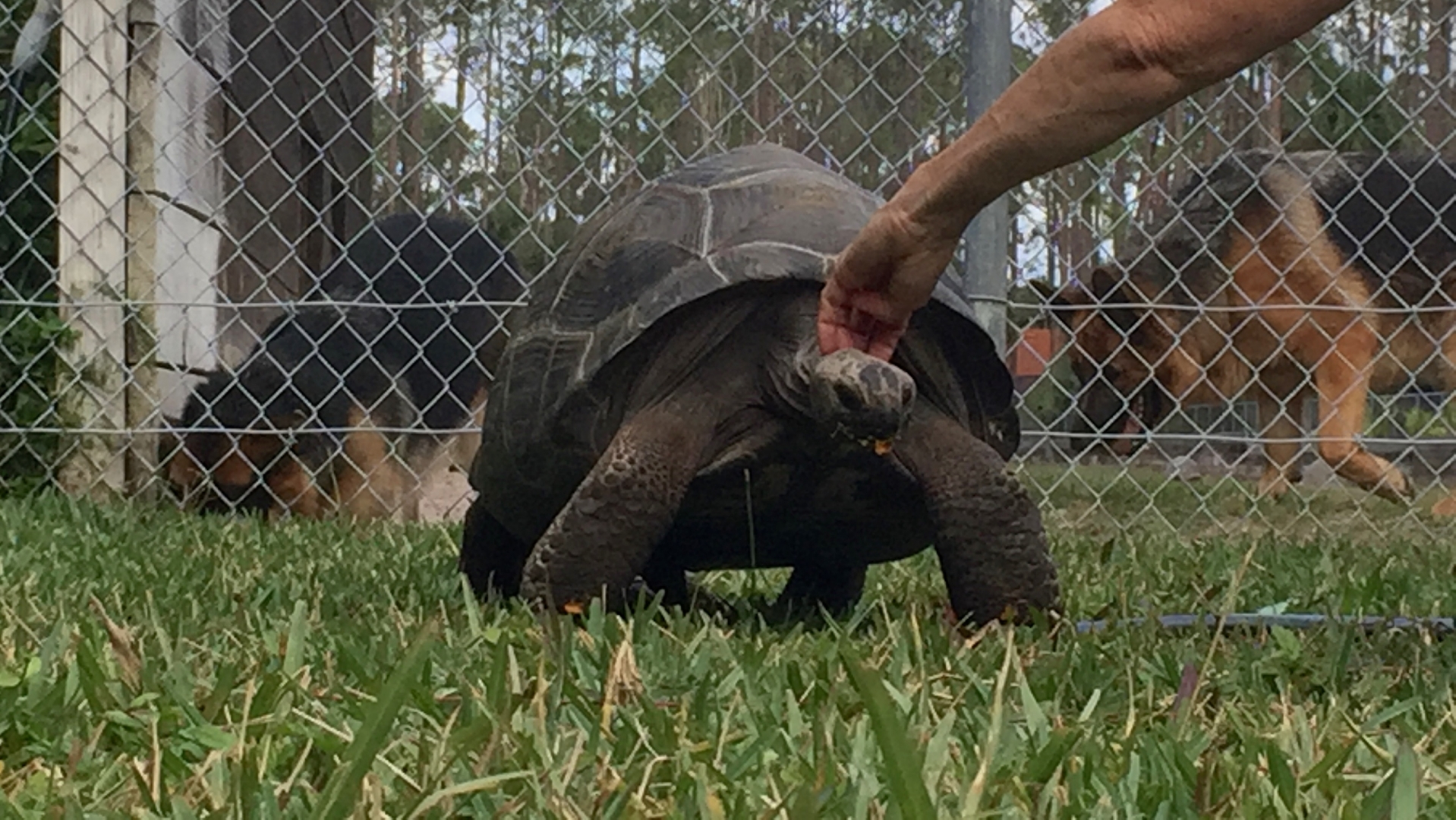 Aldabra Breeders