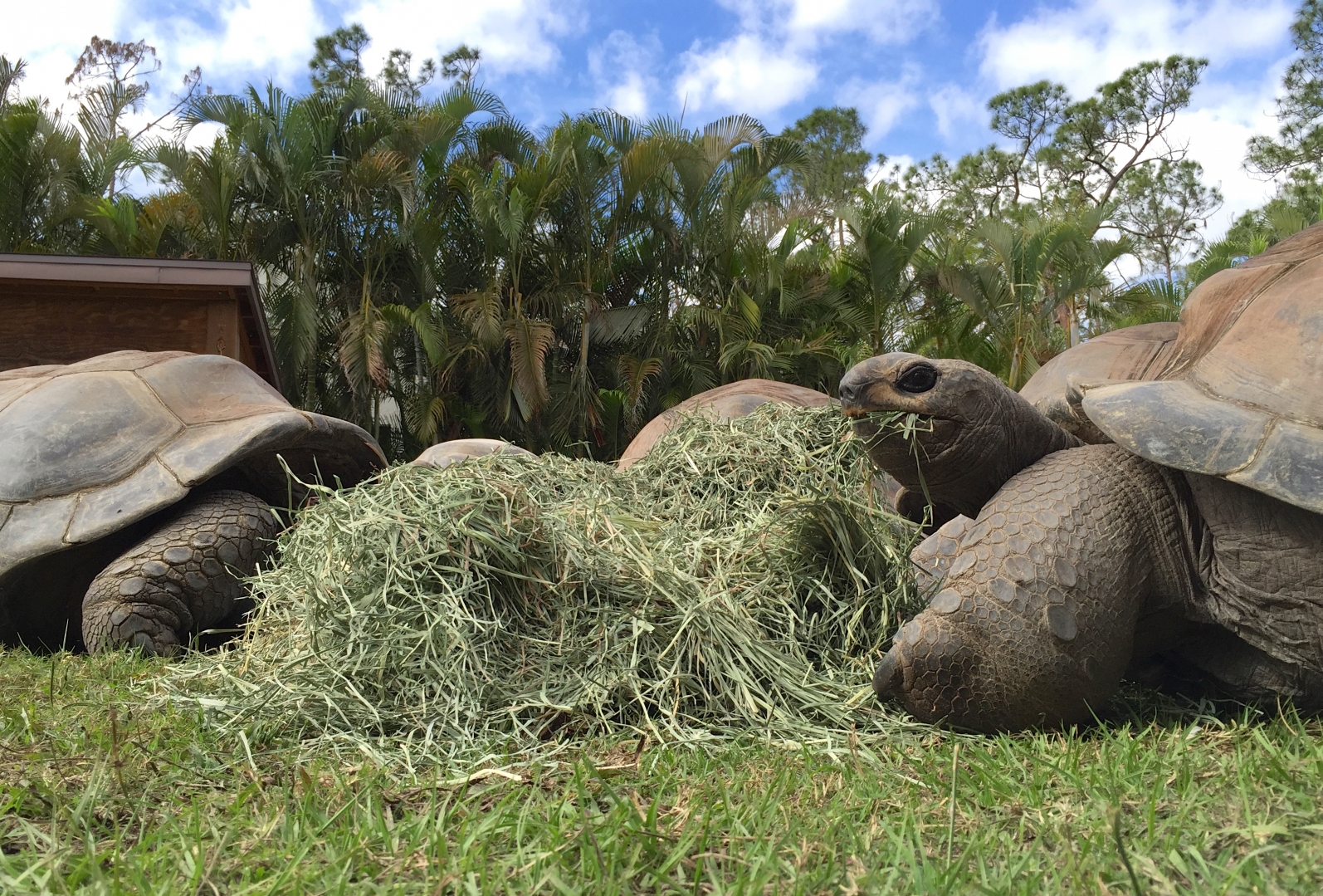 Aldabra Breeders