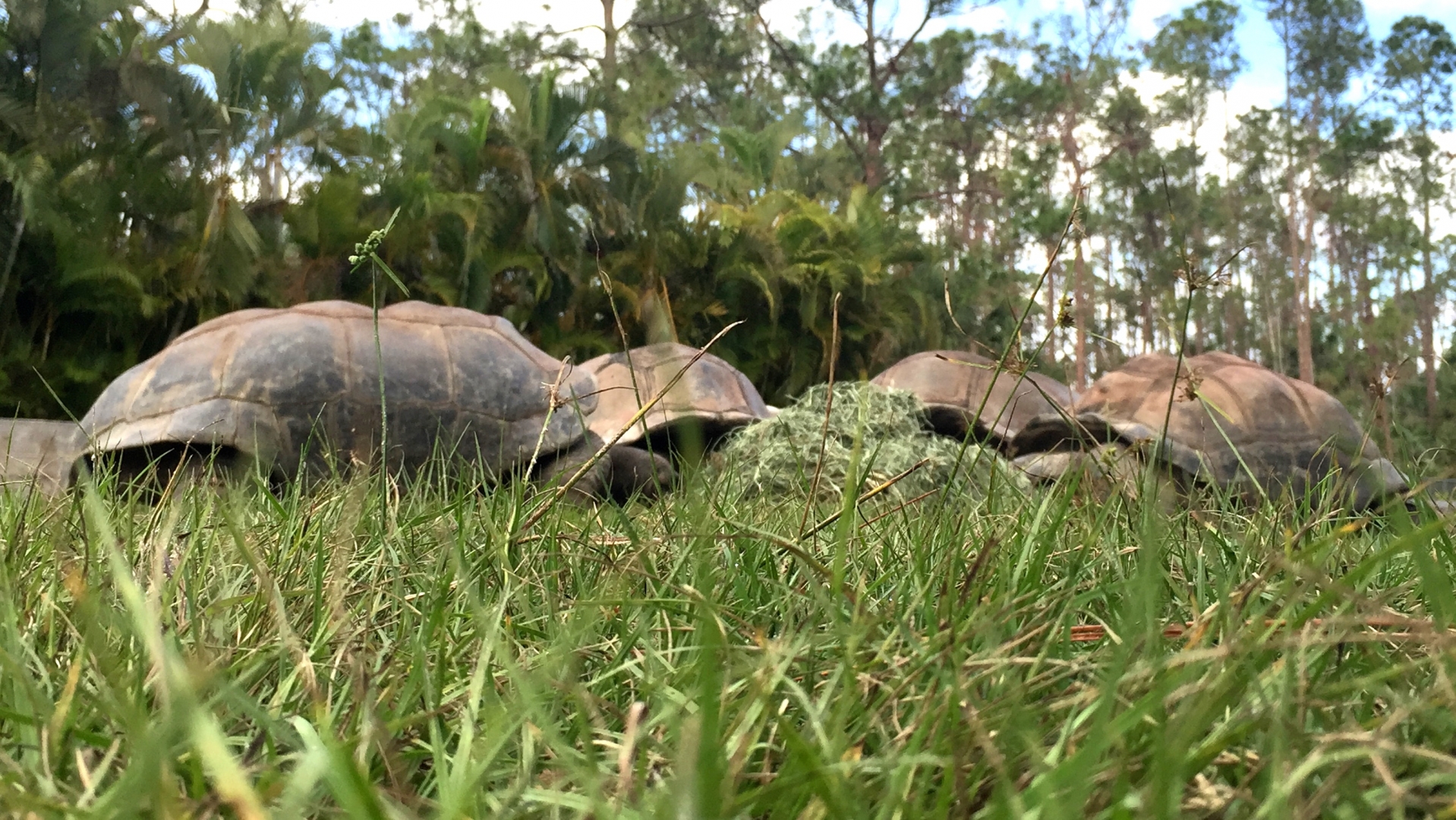 Aldabra Breeders