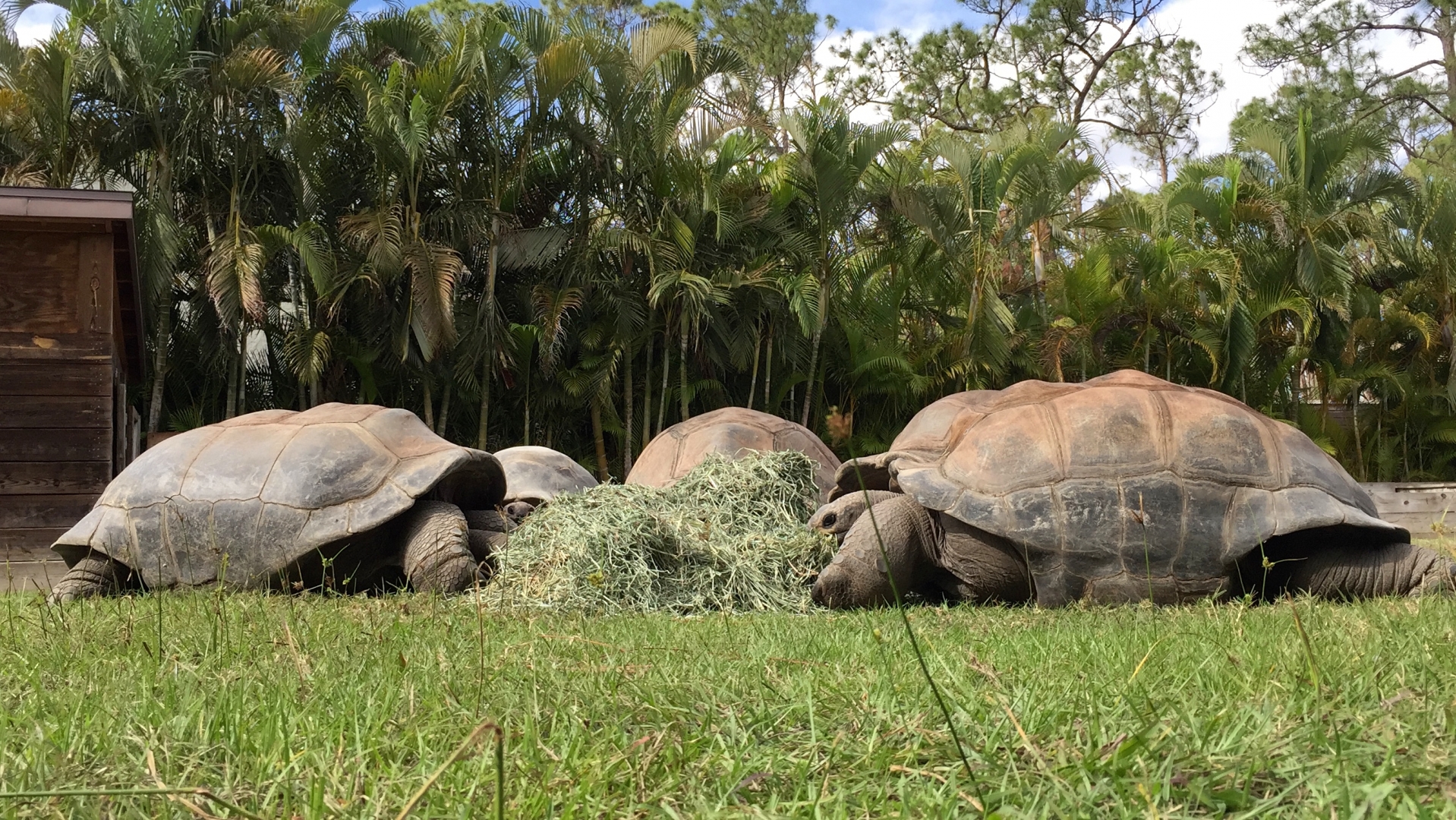 Aldabra Breeders